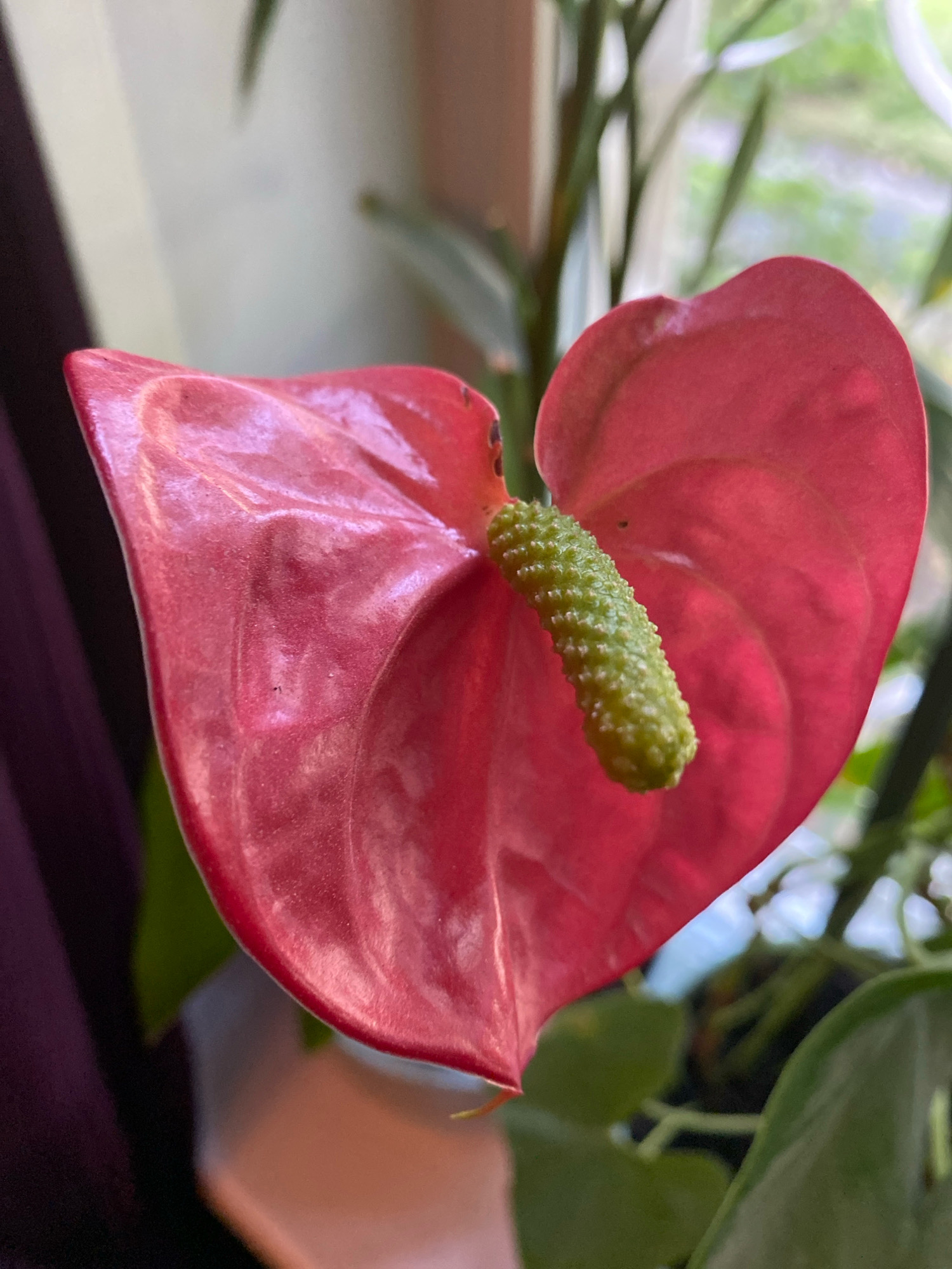 The image shows a close-up of a bright pink anthurium flower with a green spadix. The flower is in focus, with the background softly blurred. The background consists of green leaves, a window with natural light, and a dark purple curtain on the left. There are no people or actions depicted in the image. The scene appears to be indoors, possibly on a windowsill. The location of this image in Ivanteyevka, Russia, cannot be determined from the visual information provided.