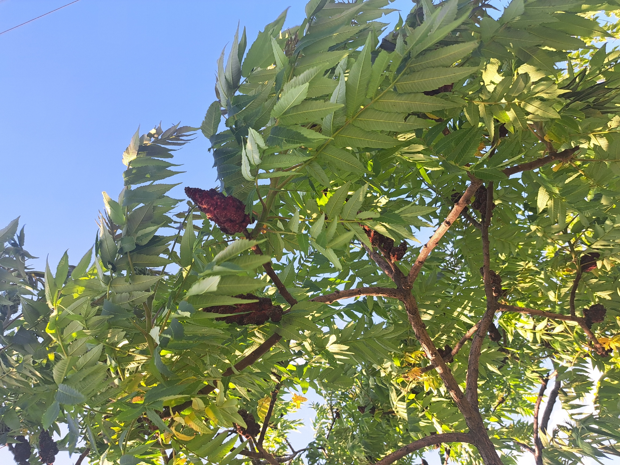 The image shows a tree with green leaves and dark red, velvety seed heads against a clear blue sky. The tree's branches are visible, and the leaves are pinnately compound with serrated edges. The seed heads are clustered together. The image was taken from a low angle, looking up into the tree. Leningradskaya, Russia, is not discernible from this image.