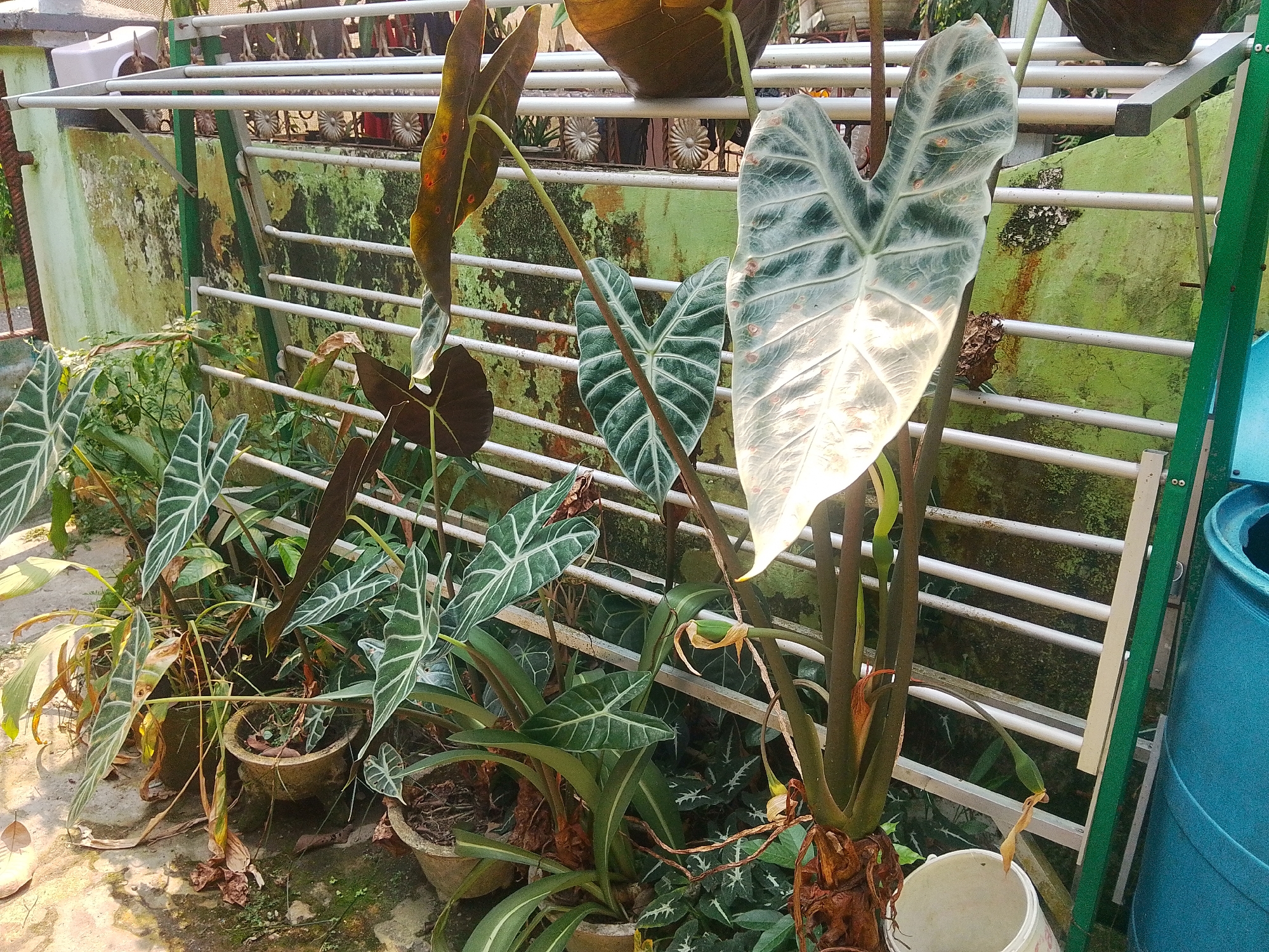 In a garden setting in Barabai, Indonesia, several potted Alocasia plants are displayed. The plants feature large, heart-shaped leaves with prominent veining. One plant on the right has a particularly large, light-colored leaf that is catching the sunlight. To the left, smaller Alocasia plants with dark green leaves and white veining are visible. The plants are situated in concrete pots on a stone patio, behind a white metal fence and a textured, green-painted wall. A large blue plastic barrel is positioned to the far right of the frame. The overall scene depicts an outdoor display of ornamental plants in what appears to be a residential or commercial garden.