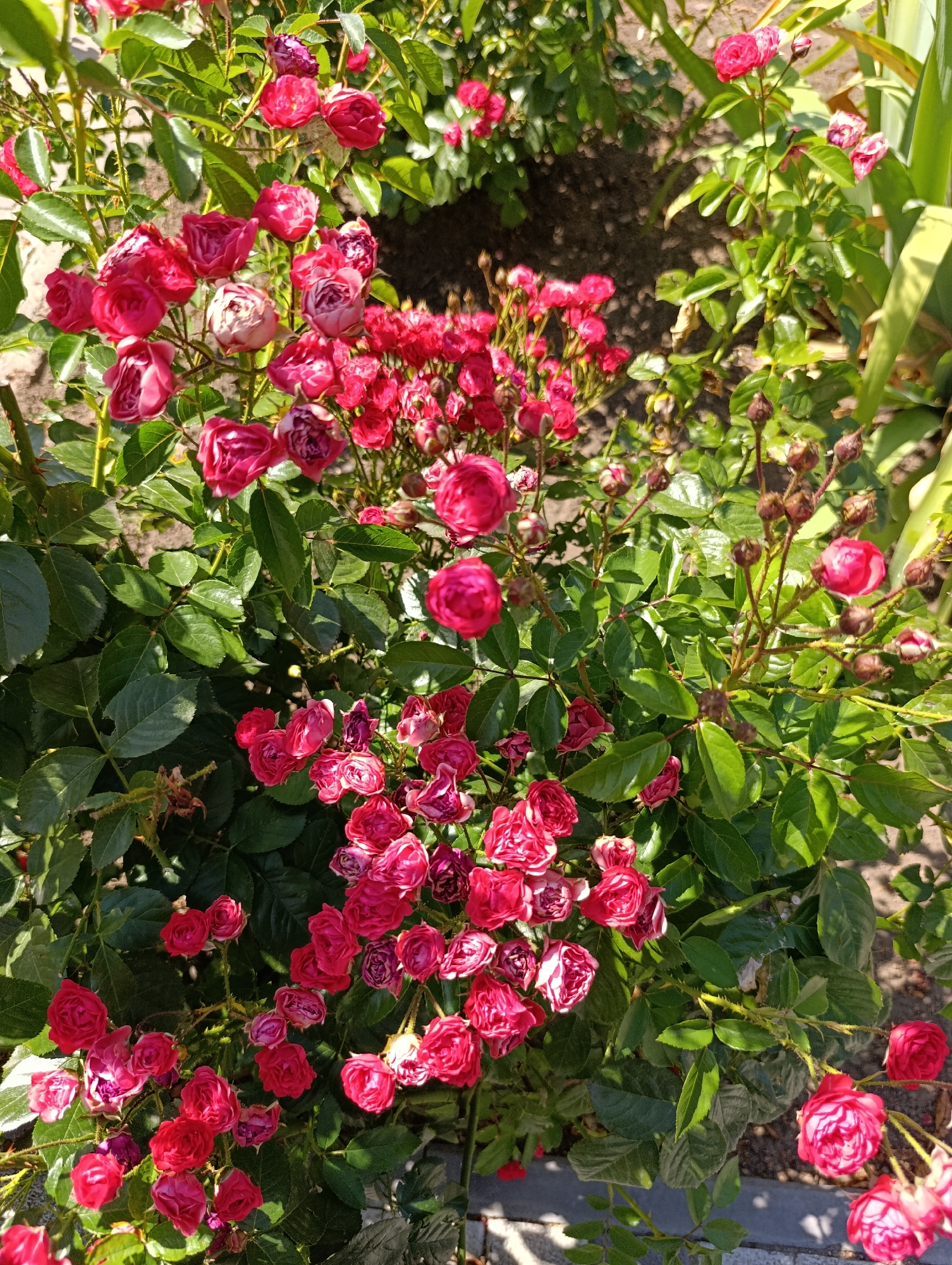 A close-up, overhead shot captures a dense cluster of vibrant pink roses in full bloom, interspersed with dark green foliage. The roses, varying in fullness and stage of bloom, are the primary focus, with some buds also visible on thorny stems. Sunlight dapples through the leaves and flowers, casting subtle shadows and highlighting the textures. The background is blurred, suggesting an outdoor setting with ground visible, hinting at a garden or park. The image is likely taken in the town council area of Dubăsari, Moldova, as indicated by the provided context. No people or specific human interactions are depicted in this scene.