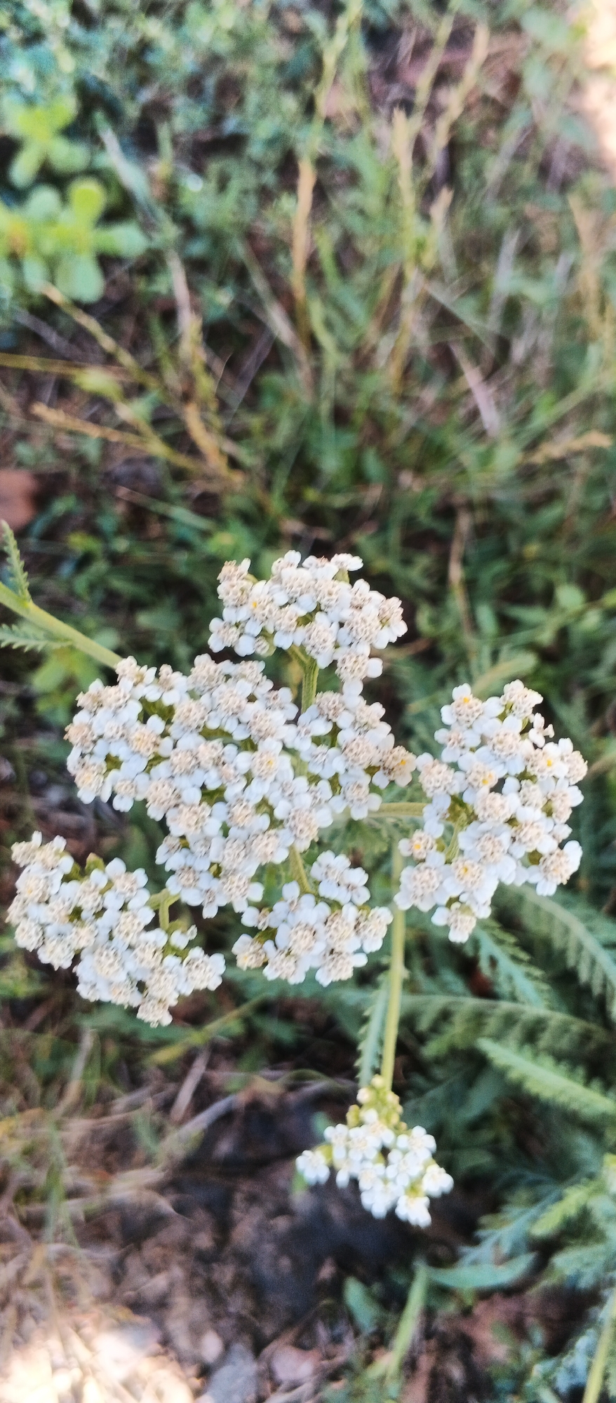 The image is a close-up, vertical shot of white yarrow flowers in bloom, set against a background of dry grass and greenery. The flowers, arranged in flat-topped clusters, are the primary focus, with their delicate petals and small yellow centers clearly visible. The surrounding environment appears to be a natural, outdoor setting, possibly a field or roadside, with a mix of green foliage and dry, brown vegetation. The lighting suggests it might be late afternoon or early morning, casting a soft glow on the flowers. No people or specific landmarks are visible, making it impossible to determine the exact location within the city of Smila, Ukraine, from the image alone. The scene is tranquil and naturalistic.