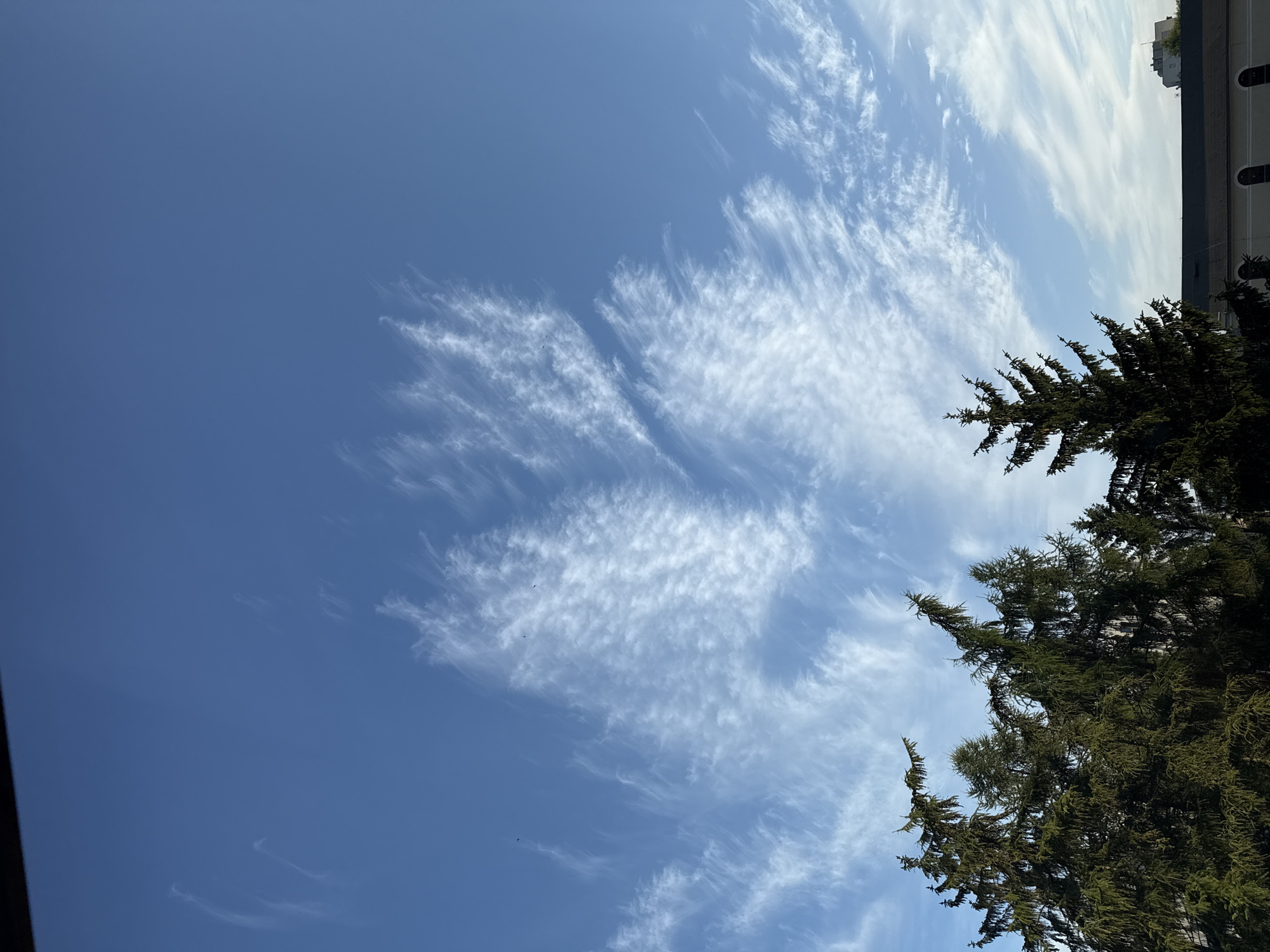A clear blue sky is visible above several evergreen trees and a building. The clouds are thin and wispy, streaking across the sky. There are no people or animals visible in the image. The scene appears to be an outdoor shot taken during daylight. The location is the city of Zielona Góra, Poland.