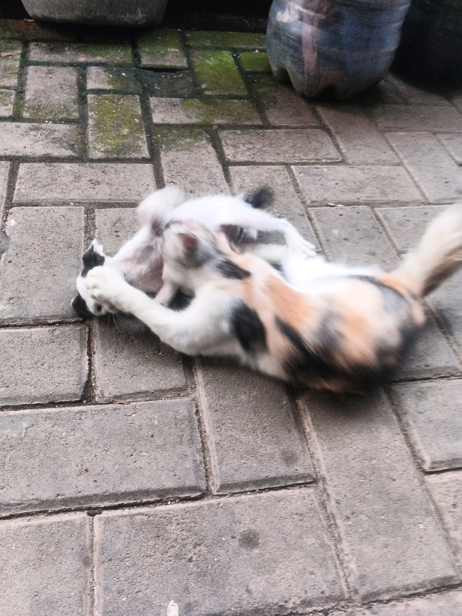 In Kadu, Indonesia, two cats are seen interacting on a paved walkway. The larger cat, a calico, is on its back, wrestling with a smaller, predominantly white kitten. The kitten appears to be playfully biting or pawing at the calico cat's face. The environment consists of grey paving stones, with some patches of green moss visible, suggesting an outdoor, possibly urban setting. In the background, a dark grey planter or pot is partially visible, along with a portion of a clear plastic bottle. The lighting suggests it is daytime.