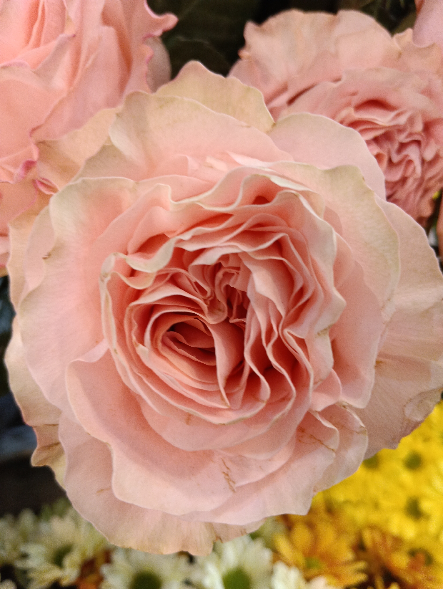 A close-up, eye-level, full-shot photograph shows a bouquet of soft pink roses. The focus is on the center rose, which is fully bloomed and displays a complex spiral of ruffled petals. The petals are a delicate blush pink with lighter, creamy edges. To the left and top of the frame, other pink roses are partially visible, appearing slightly out of focus. In the background, a blur of yellow and white flowers, possibly chrysanthemums and daisies, creates a soft, colorful contrast. The lighting is soft and diffused, highlighting the velvety texture of the rose petals. The image is an indoor shot with no discernible background elements that would indicate a specific location within Sofia, Bulgaria.