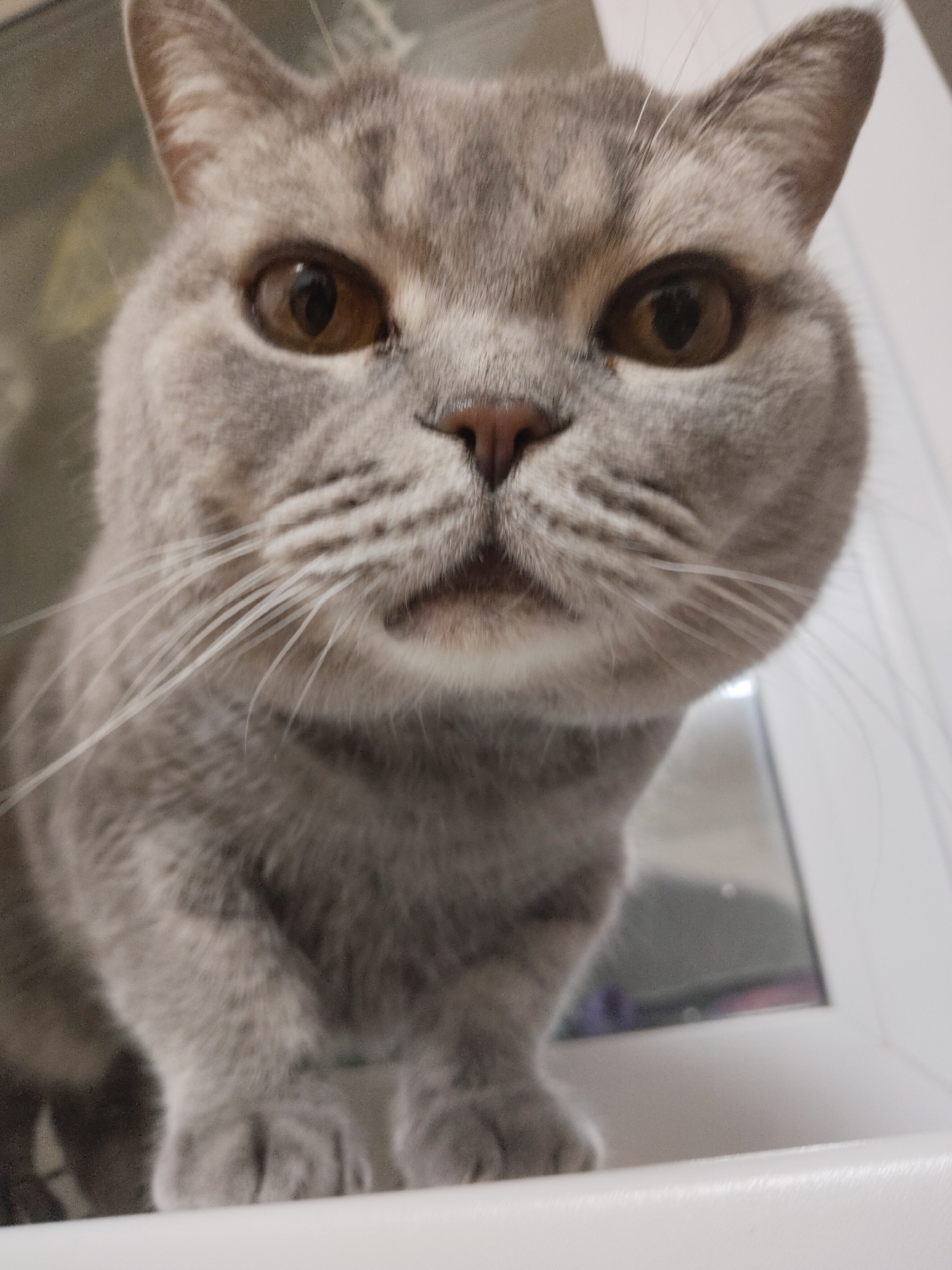 A grey, short-haired cat with amber eyes looks directly into the camera. The cat's face is mostly in focus, with some blurriness towards the bottom and edges of the frame. The cat is positioned above a white surface, possibly a windowsill, as a window is visible in the background. The location is unknown.
