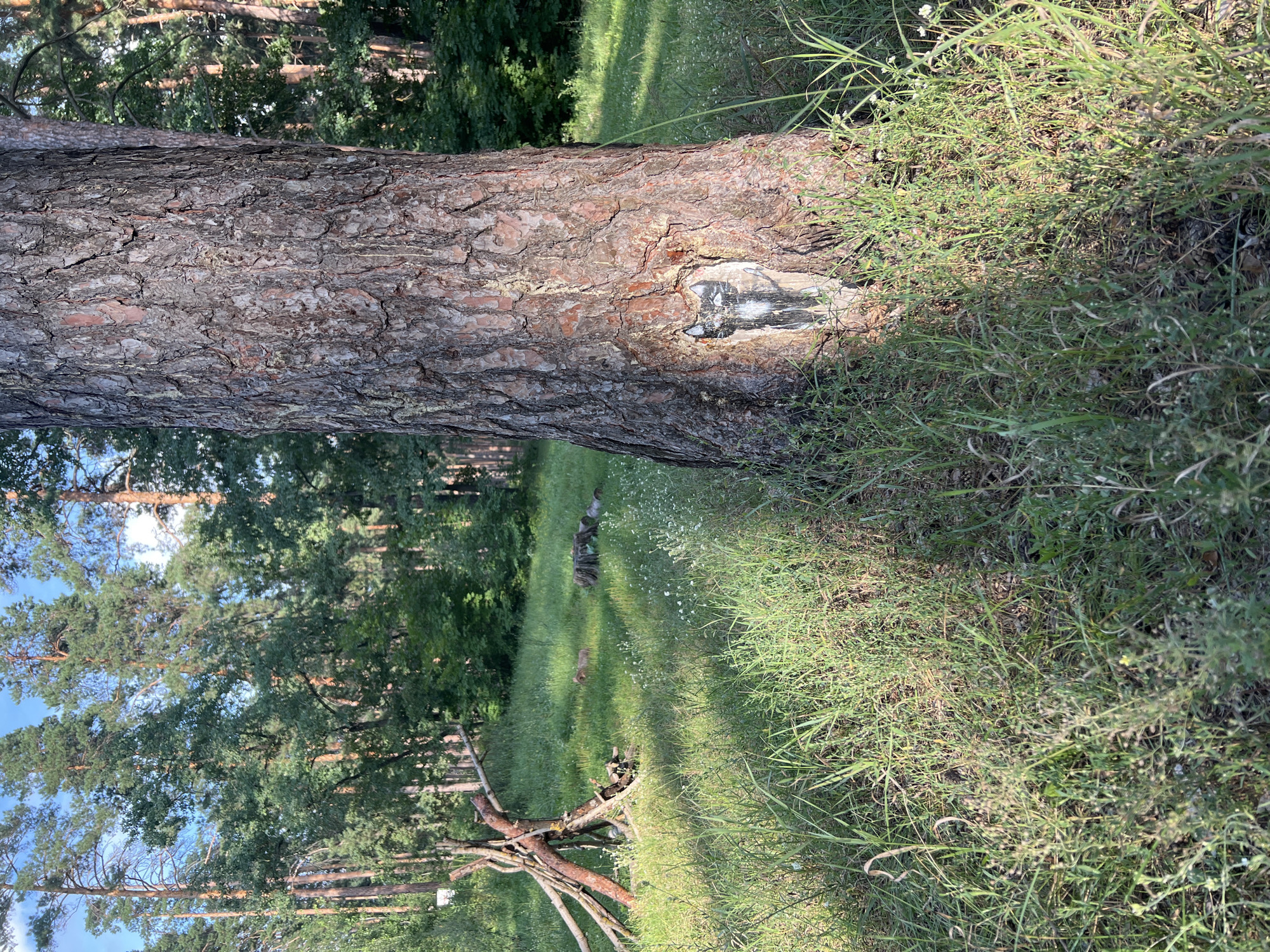 The image shows a large tree trunk with a painting of a cat's face on it. The tree is in a wooded area with a grassy clearing. In the background, there are more trees and a bright blue sky. To the left of the tree, there is a structure made of sticks and branches. In the clearing, there is a small, light brown animal, possibly a fox, in the grass. There are also some cut logs and a tree stump visible in the clearing. The scene appears to be in a natural, outdoor setting. The location in Tolyatti, Russia is not specified in the image.