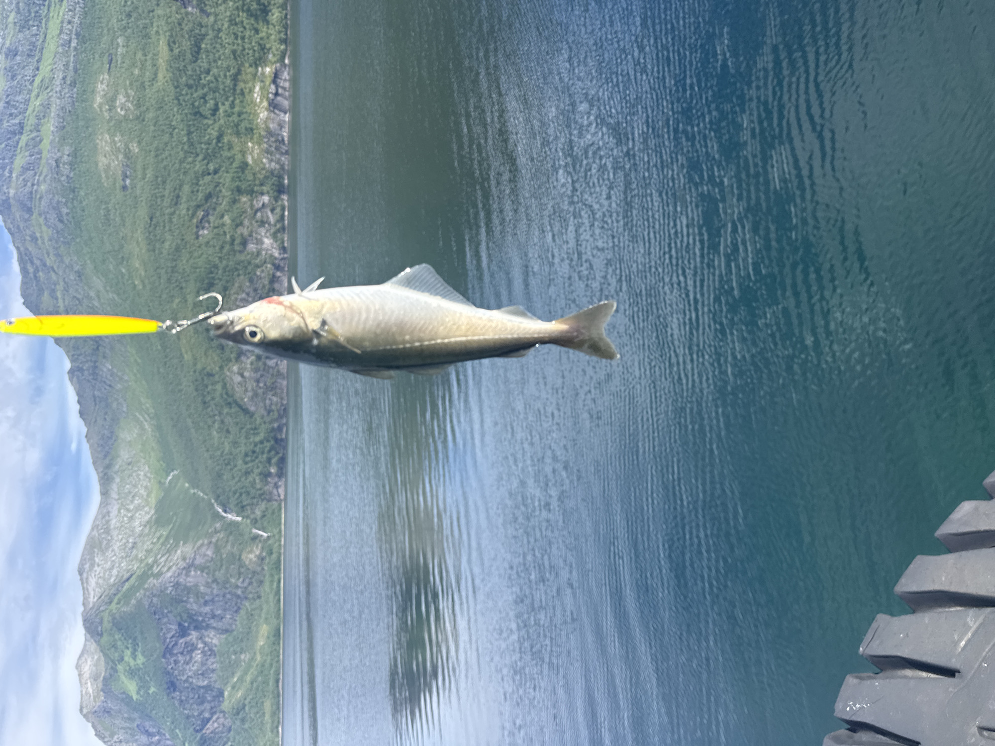 An image taken on a sunny day in the city of Inndyr, Norway, shows a freshly caught fish dangling from a fishing lure. The fish, which appears to be a moderate size, is silver-colored with distinct fins and a tail. It is hooked on a shiny, yellow fishing lure, attached to a line that extends out of the frame. The fish is suspended over a body of calm, blue water. In the background, majestic green mountains rise, with some areas covered in lush vegetation and rocky slopes. A thin waterfall is visible cascading down one of the mountain faces. The sky above is a mix of blue with scattered white clouds. In the foreground, part of a dark, wooden structure, possibly a pier or railing, is visible, with a textured surface.
