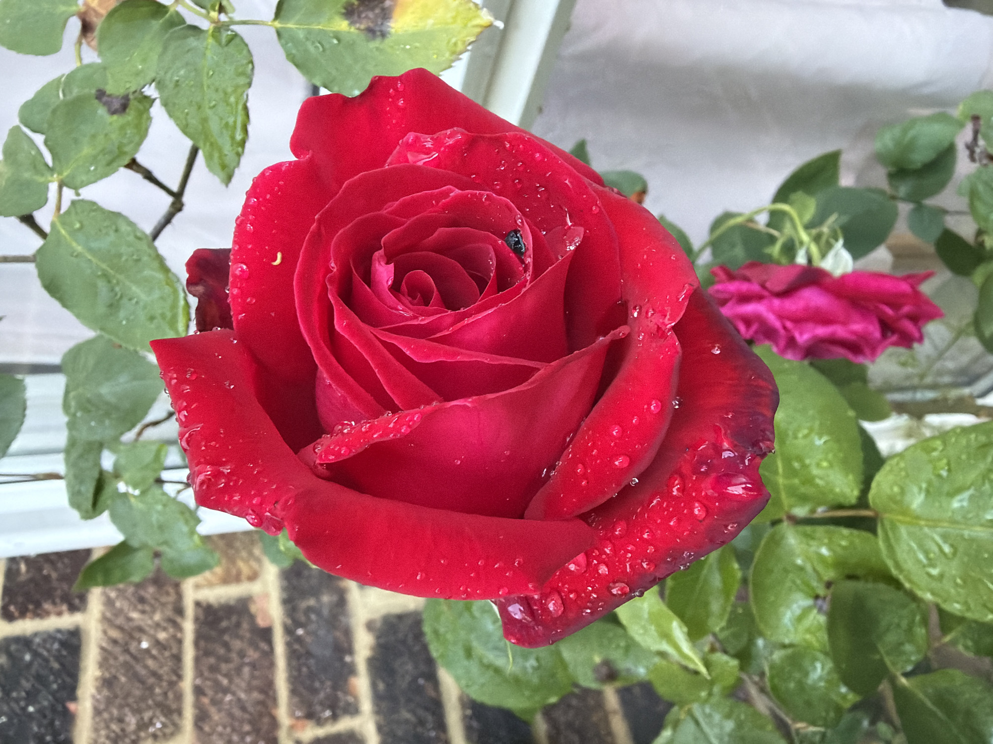 A close-up shot reveals a vibrant red rose, its petals covered in water droplets, suggesting a recent rain or dew. A small, dark insect is perched on one of the inner petals. Green leaves, also dotted with water, surround the rose. A brick surface is visible in the lower left corner, and a white structure, possibly a window frame, is in the background. Another rose, darker in color and slightly out of focus, is positioned to the right.
The location is unidentifiable as London, United Kingdom with only the information present in this photo.