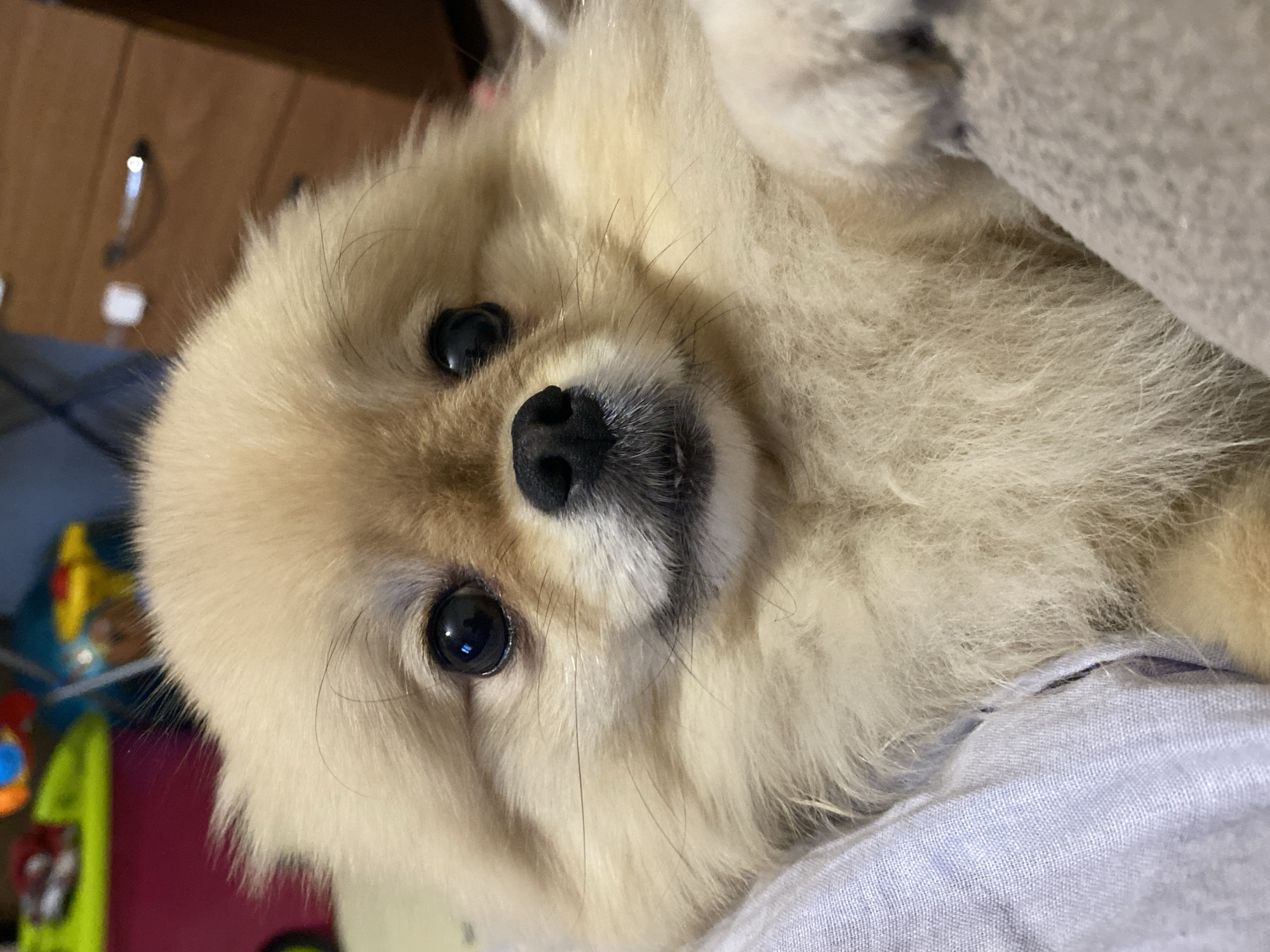A close-up, angled shot features a Pomeranian dog lying on a light blue fabric. The dog has light tan fur, black eyes, and a black nose. The background includes a wooden surface with a metallic handle, and a blurred, colorful object. The location is Unknown, Unknown.