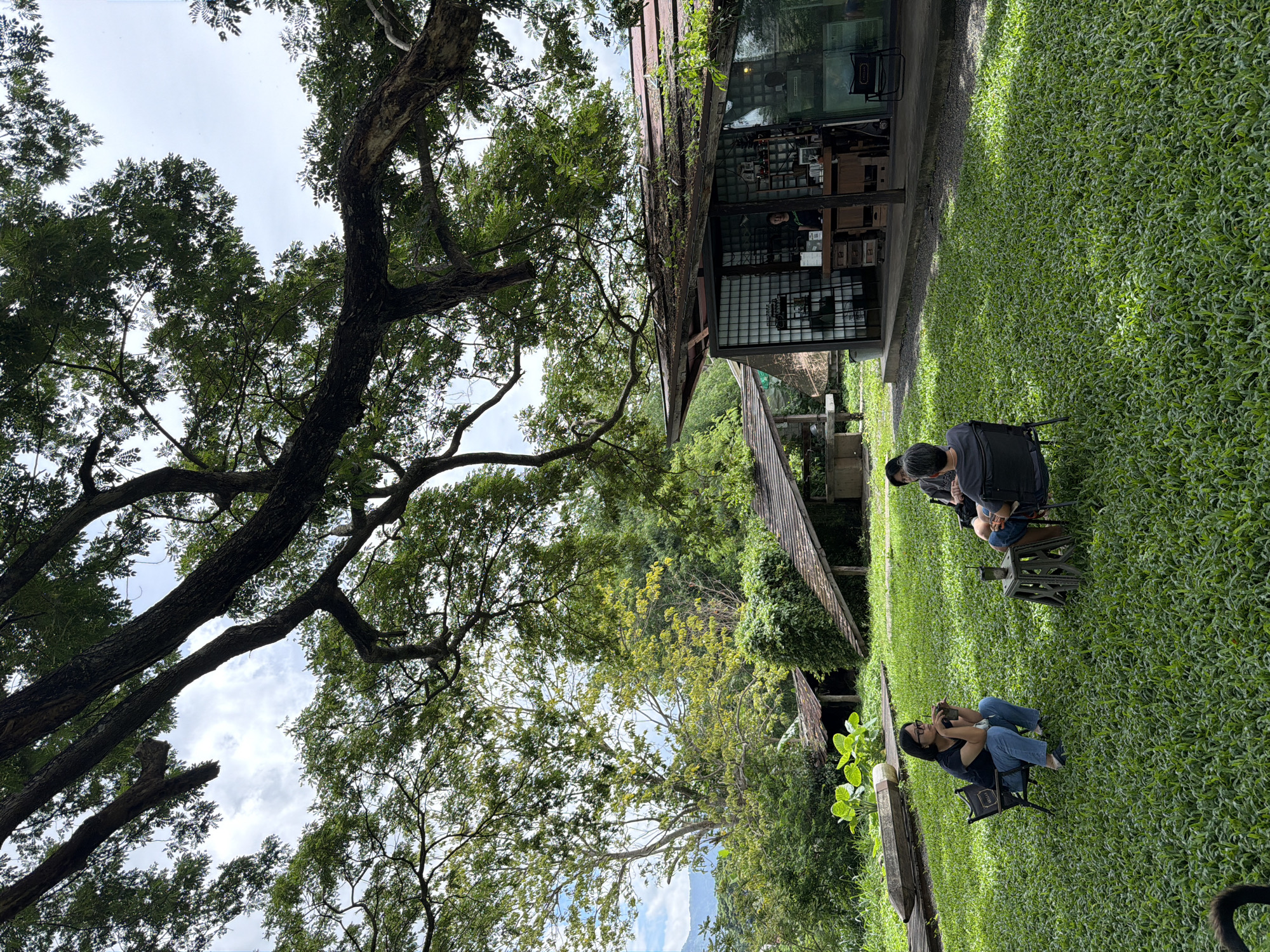 The image depicts an outdoor seating area at a cafe located in Tambon San Phi Suea, Thailand. The scene is dominated by a large, mature tree with sprawling branches that create a canopy over the grassy area. Three individuals are seated on chairs in the grass. One person, wearing glasses and a black t-shirt with blue jeans, is seated on the left, holding a cup. Two other individuals, facing away from the camera, are seated on the right. A small table with a drink on it is placed between them. In the background, a cafe building with a unique, angled roof design and large glass windows is visible. Inside the cafe, a person can be seen standing behind a counter. Several other structures with similar roofing styles are also present. The environment is lush and green, with manicured grass and various trees and foliage surrounding the cafe. The lighting suggests it is daytime, with sunlight filtering through the tree canopy, creating dappled shade on the grass.
