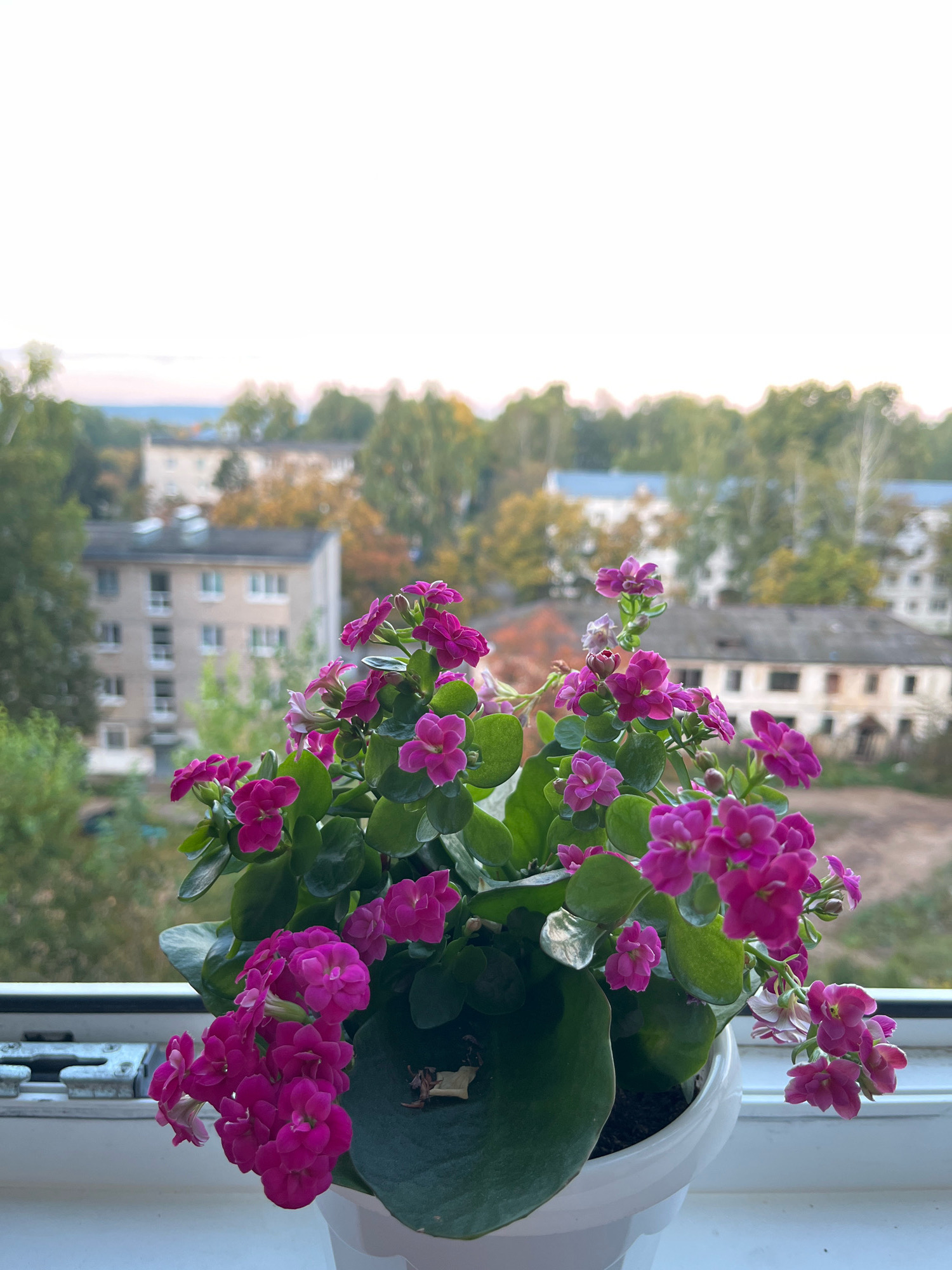 A potted plant with vibrant pink flowers sits on a windowsill. In the background, several apartment buildings and trees are visible, suggesting an urban residential area. The sky above is overcast. The scene appears to be a view from a window in the city of Chaikovsky, Russia.