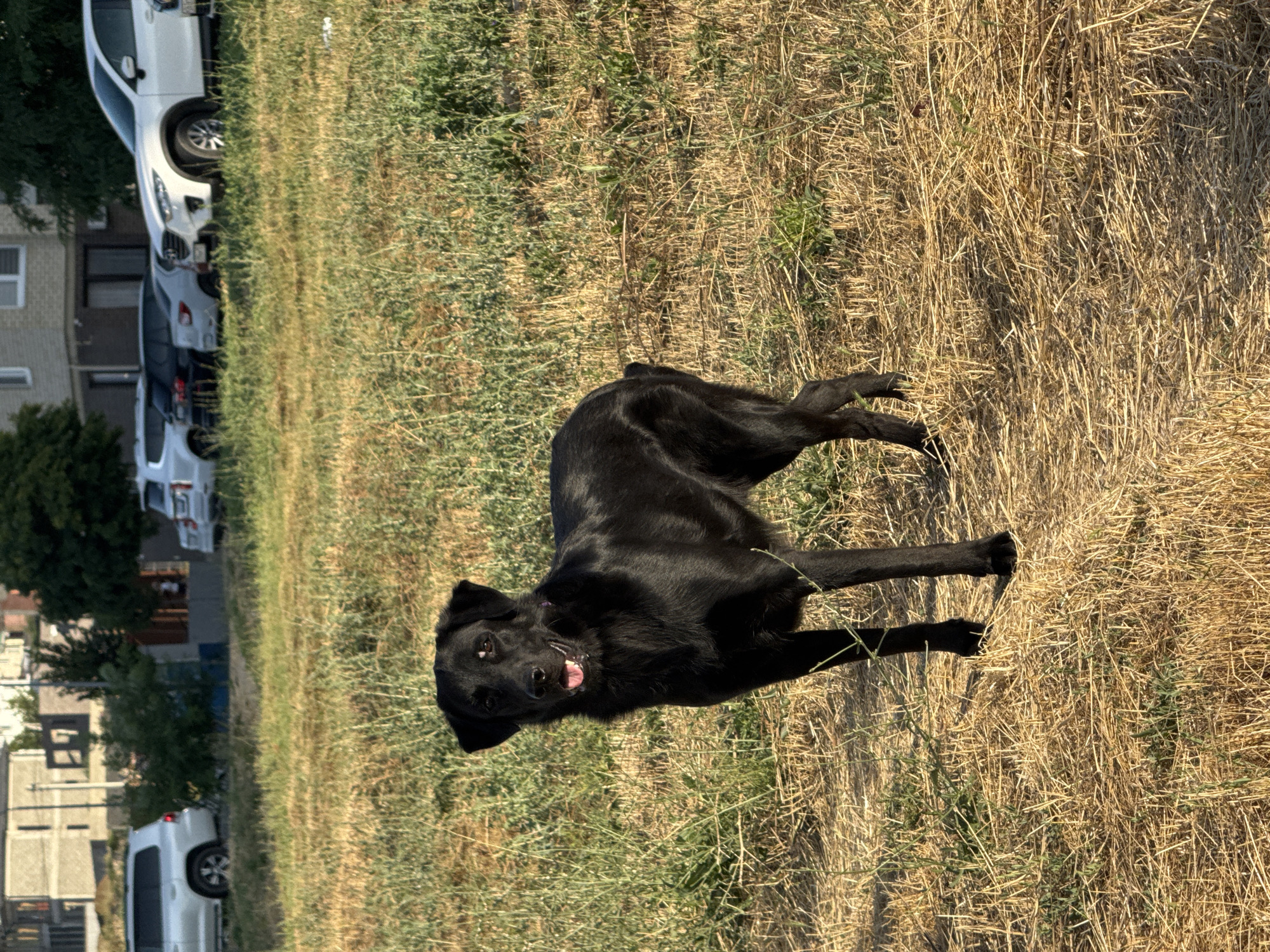 A black dog stands in a dry grassy field, its mouth open and tongue visible. The dog faces the camera, and its body is angled slightly to the left. In the background, several cars are parked in front of a building, and trees are visible. The scene appears to be in the city of Anapa, Russia.