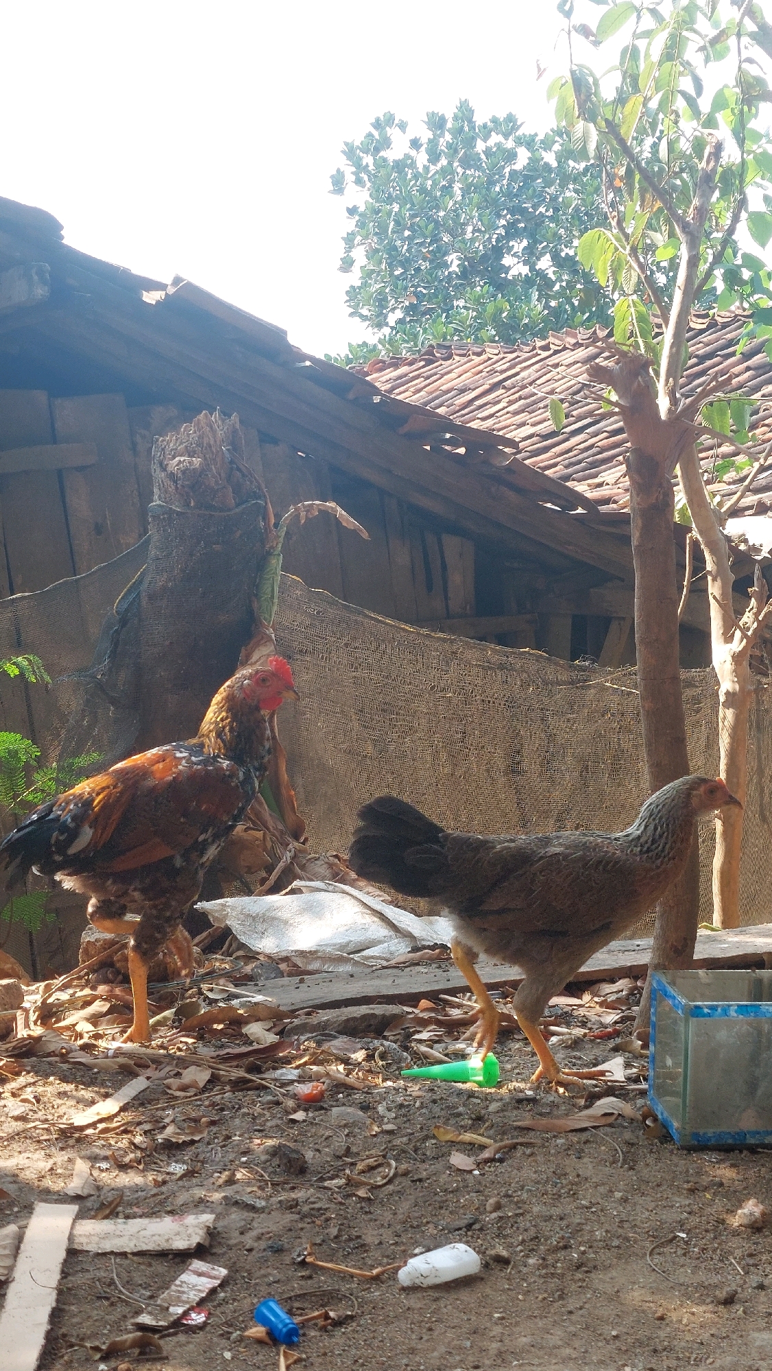 The image depicts an outdoor scene with two chickens in the foreground. One chicken, with predominantly brown and black plumage, is standing to the left, facing the viewer's left. Its comb is bright red. To the right, another chicken, with speckled brown and grey feathers, is walking away from the viewer's right. In the background, a weathered wooden structure with a tiled roof is visible. Surrounding the chickens is a dirt ground littered with leaves, debris, and plastic objects, including a blue bottle cap, a white bottle, and a green cone-shaped object. A small, empty glass aquarium with a blue frame sits on the right side of the frame. The environment suggests a rural or semi-rural setting, consistent with areas outside of a major city center. Given the description of the location as Karanganyar, Indonesia, the scene likely represents a backyard or open area in a village or town within that region. The lighting indicates it is daytime, with shadows cast on the ground, suggesting the sun is at an angle.