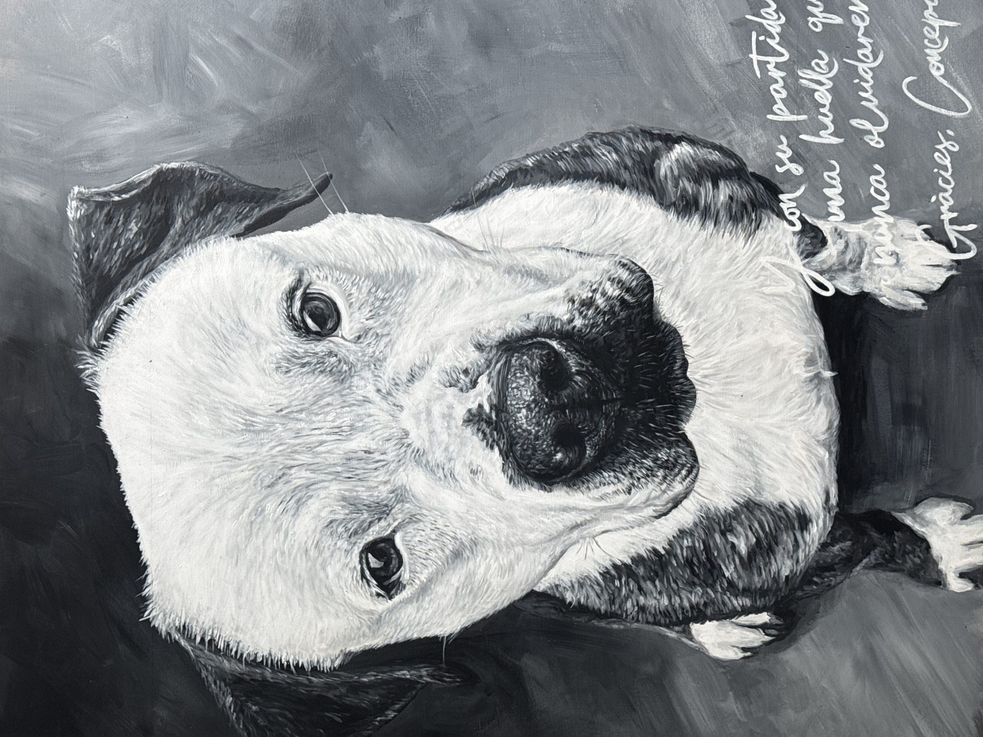 The media file presents a monochrome (black and white) painting of a dog, likely a Pit Bull or Staffordshire Bull Terrier, depicted from an overhead perspective. The dog's head is slightly tilted, and its gaze is directed upwards, meeting the viewer's eyes directly. Its fur is primarily white on the face, snout, and chest, contrasted with dark patches around its ears, eyes, and body. Visible brushstrokes create texture in the fur and the mottled grey background, suggesting a medium like acrylic or oil paint.
The painting conveys a strong emotional connection, largely due to the dog's direct and soulful gaze. In the upper right corner, white handwritten text is inscribed diagonally. The text is in Spanish and reads: "con su partida / deja una huella que / nunca olvidaremos / Gracies. Concepcio". Translated, this means: "with its departure / leaves a mark that / we will never forget / Thanks. Concepcio". This inscription indicates the painting serves as a memorial or tribute to a beloved pet, commissioned or dedicated by Concepcio, reflecting sentiments of love, loss, and enduring remembrance. The artwork, situated in the context of Barcelona, Spain, captures a poignant moment honoring a cherished companion.