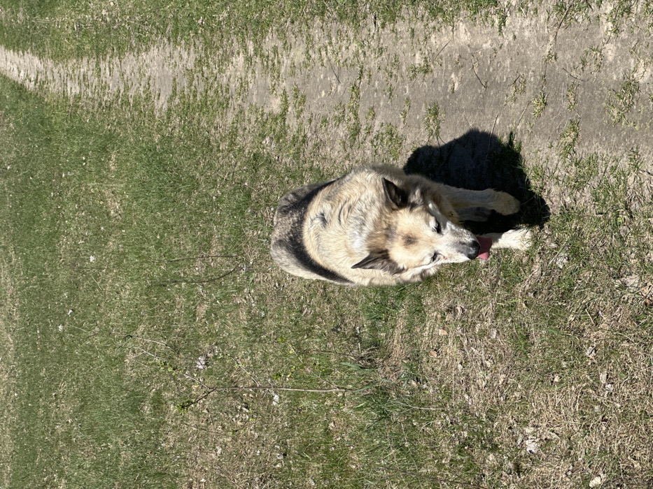 The image shows a medium-sized dog with a white, black, and tan coat walking along a dirt path in a grassy area. The dog has a long snout, floppy ears, and a long tail that is curled under its body. The dog is walking towards the camera, and its tongue is sticking out. The path is narrow and has been eroded by foot traffic. The grass on either side of the path is green and healthy. The location is in the city of Krushynka, Ukraine, at the coordinates 50.239, 30.382. The image is taken from an overhead perspective. The weather is sunny and the grass is dry. The dog is the only subject in the image.