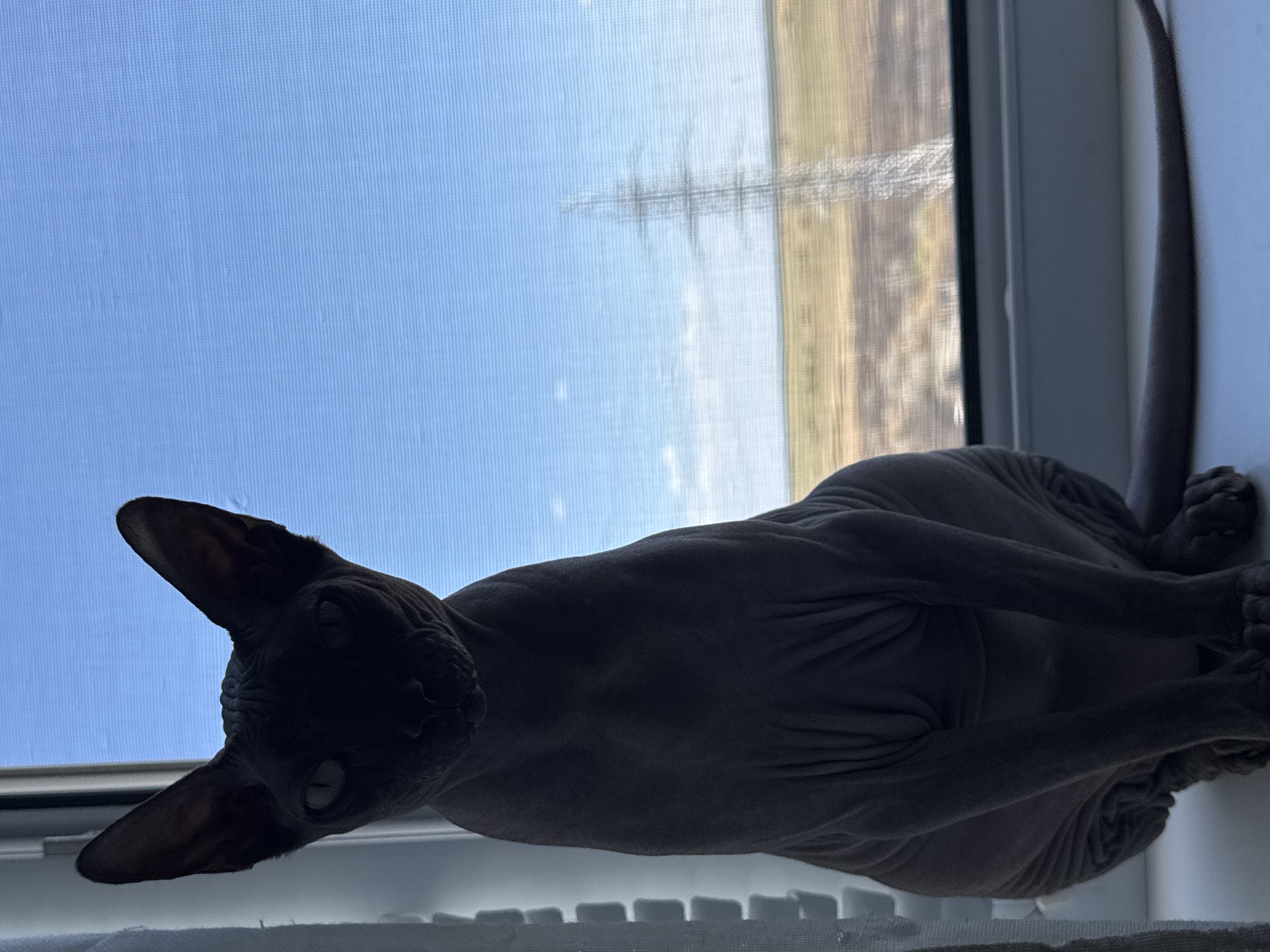 A close-up, low-angle, full-body shot captures a hairless Sphynx cat sitting on a windowsill. The cat's dark, wrinkled skin is silhouetted against a bright blue sky with some faint clouds. Its large ears are perked, and its eyes are visible as lighter shapes within the dark face. The cat is facing forward, its front paws resting on the windowsill. To the right of the cat, through the window, a power line tower stands in a brown and green rural landscape. The windowsill is white, and a white curtain is visible to the left of the cat. The overall impression is of a domestic pet in an indoor setting with a view of the outdoors. The image does not contain any specific landmarks or elements that would allow for precise location identification within Tiraspol, Moldova.