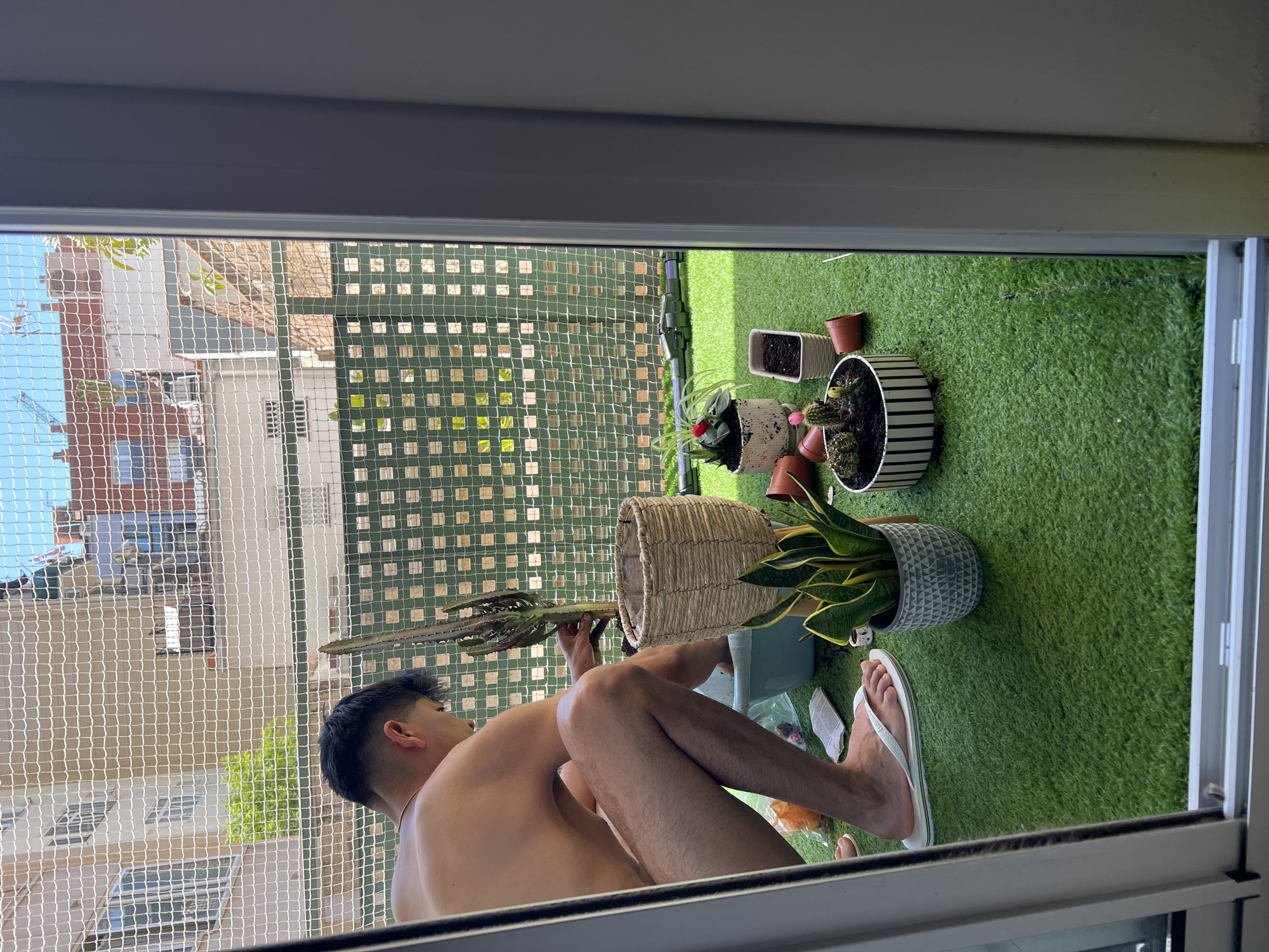 A shirtless person is repotting a cactus on a balcony in Barcelona, Spain. The balcony has artificial turf and is enclosed by a safety net and a green lattice fence. Several potted plants, including succulents and a snake plant, are visible. The person is wearing white flip-flops. In the background, buildings and a construction crane are visible.