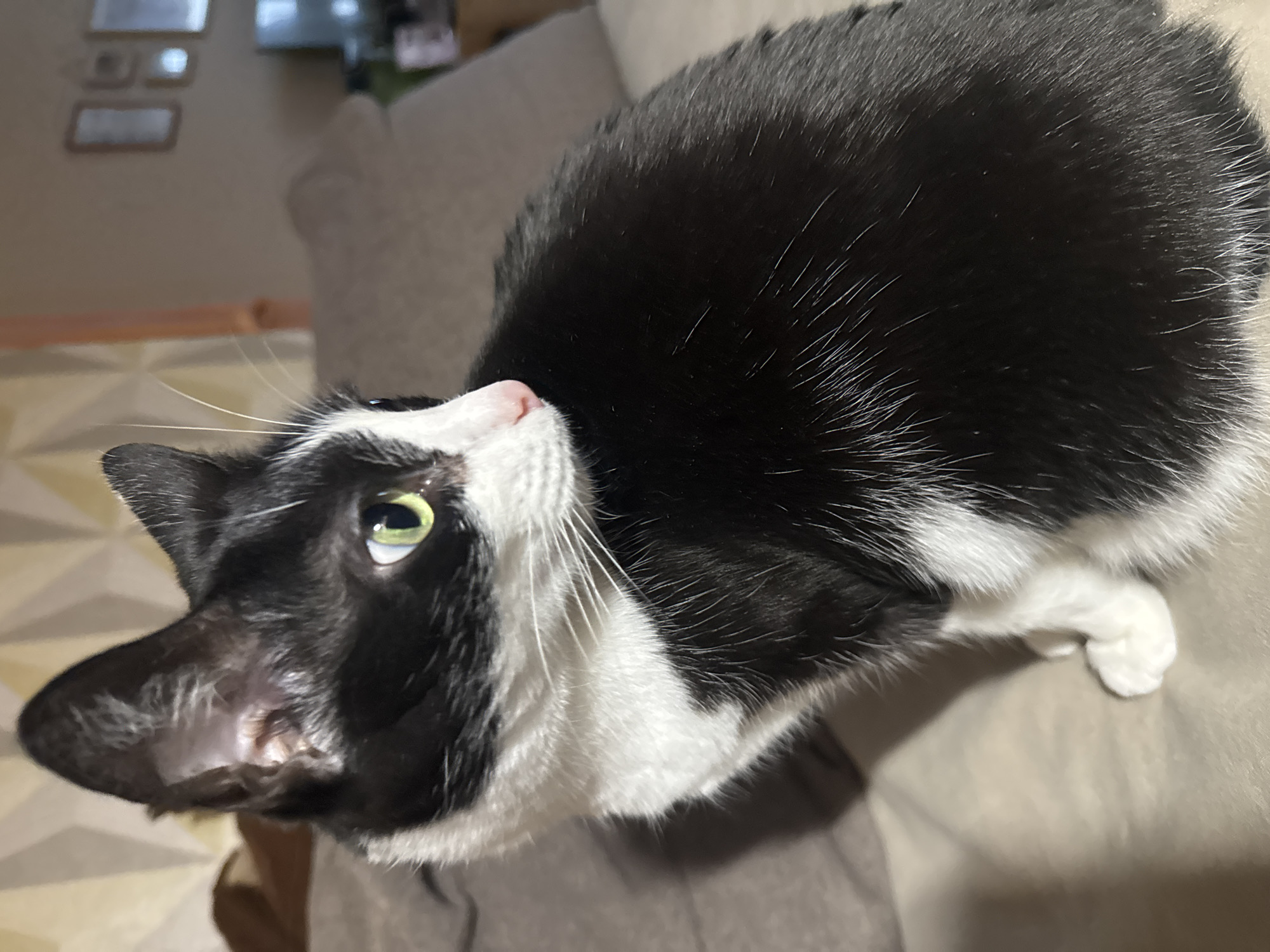 A tuxedo cat with green eyes, a pink nose, and primarily black fur with white patches on its face, chest, and paws is sitting on a beige couch. The cat is looking upwards. The background is slightly blurred but includes a wall with framed items and a hint of electronic devices. The location is not determined from this image.