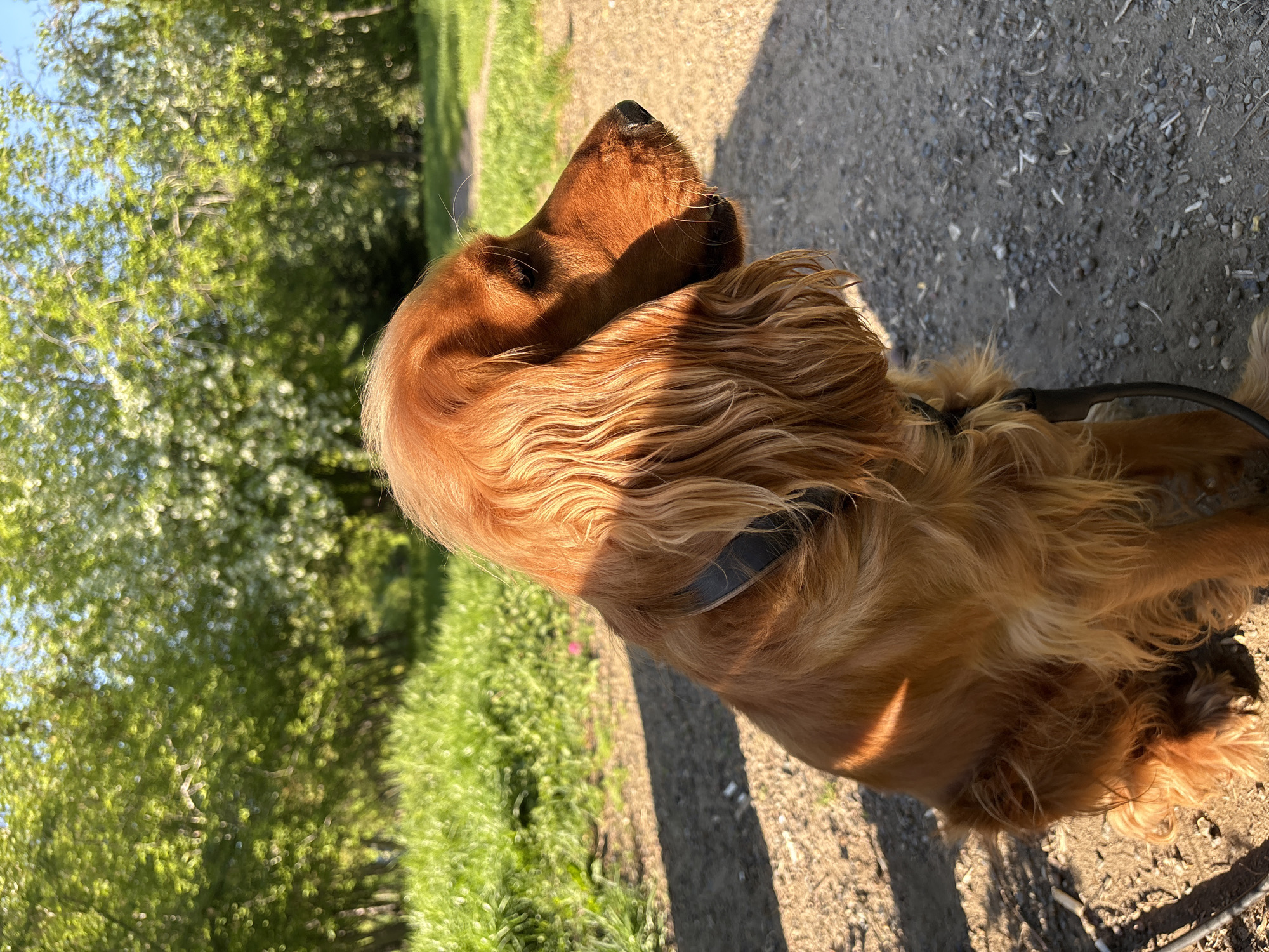 The image features a golden-brown dog, likely a Spaniel breed due to its long, wavy fur and floppy ears, situated outdoors in a sunny park or natural area in Krasnoyarsk, Russia. The dog is seen from a side profile, looking upwards and slightly to its left, as if attentively observing something or someone.
Its luxuriant fur, especially around its head and neck, is brightly illuminated by direct sunlight, casting distinct shadows on its body and the ground. This strong, warm lighting suggests either early morning or late afternoon. A black collar is visible around the dog's neck, and a dark leash handle can be partially seen near its back, indicating it is on a walk.
The dog is standing on a textured path composed of gravel and dirt. To the left of the path, lush green grass stretches out, with numerous green-leafed trees in the background, mostly out of focus, creating a soft bokeh effect. The vibrant greenery suggests a temperate climate and a verdant setting. The scene conveys a sense of peaceful outdoor activity on a clear, bright day. There is no visible text in the image.