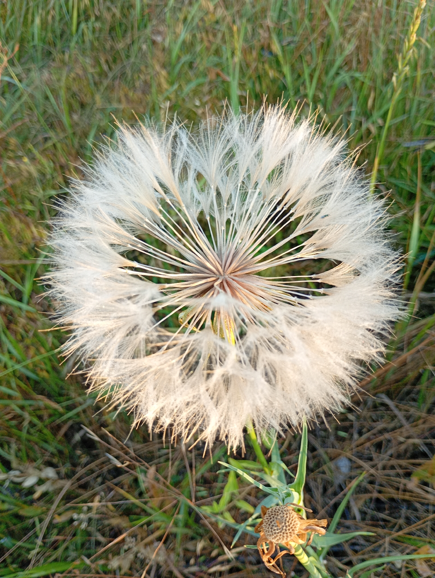 A close-up, top-down shot captures a large, fluffy dandelion seed head with delicate white filaments against a blurry background of green grass and dry twigs. The dandelion is centered in the frame. The seed head appears to be in its final stage, with most of the seeds dispersed. Below the seed head, a dried, brown receptacle with a distinct circular pattern is visible, along with a few green leaves. The overall scene suggests a natural outdoor environment, possibly a park or field. The image does not depict any people or specific identifiable landmarks of Avanhard, Ukraine.