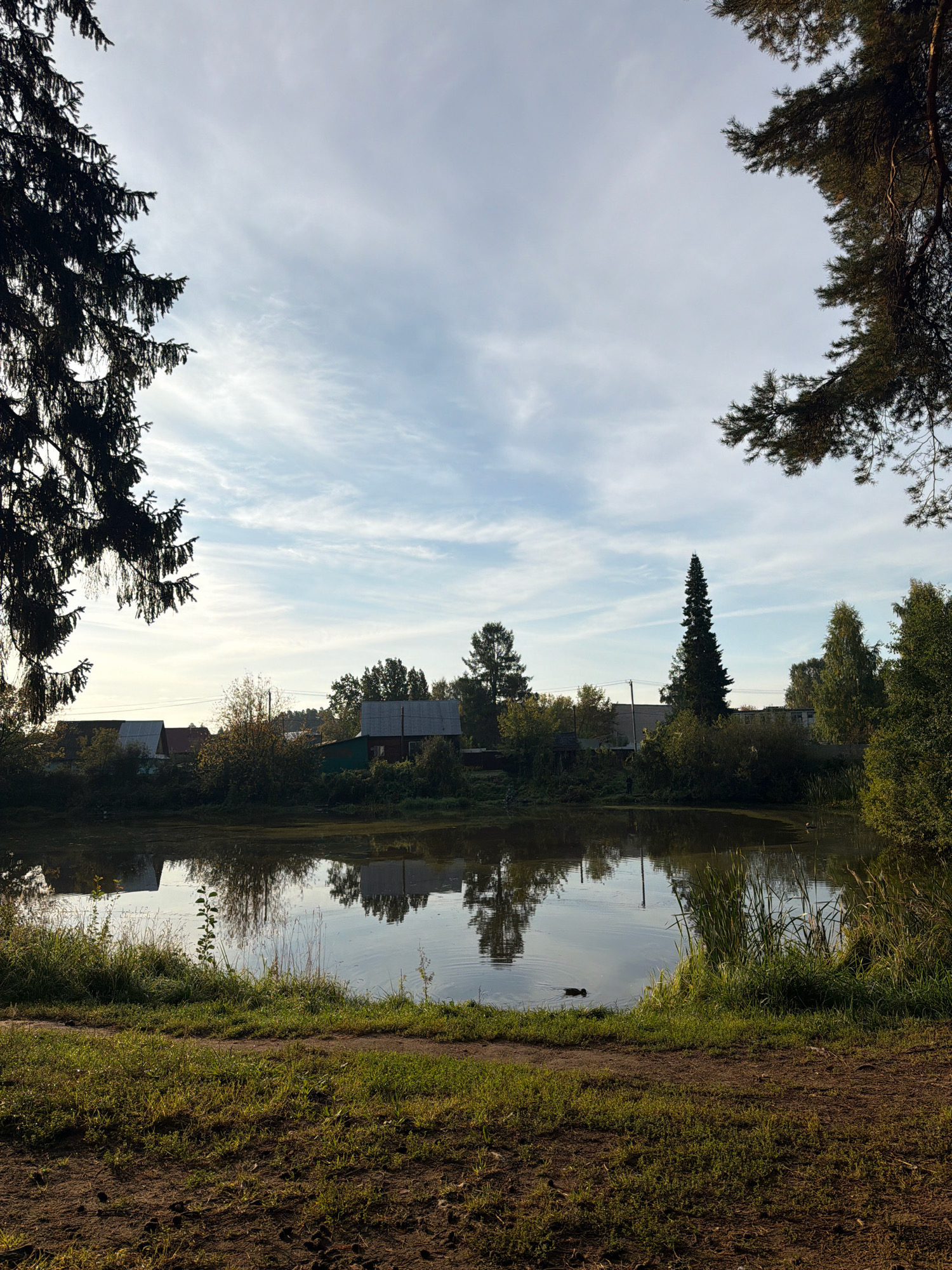 This is a medium shot, horizontal, eye-level, outdoor photograph taken in the city of Chaikovsky, Russia, depicting a peaceful lakeside scene during the daytime. In the foreground, there is a dirt path bordering a grassy area. The midground features a calm body of water, likely a pond or small lake, with reflections of the trees and buildings lining its shore. A single duck is visible swimming on the water. The background consists of a line of houses and trees, with a tall, slender evergreen tree prominently positioned. The sky is partly cloudy, with thin, wispy clouds against a pale blue backdrop. The overall impression is one of natural beauty and tranquility.