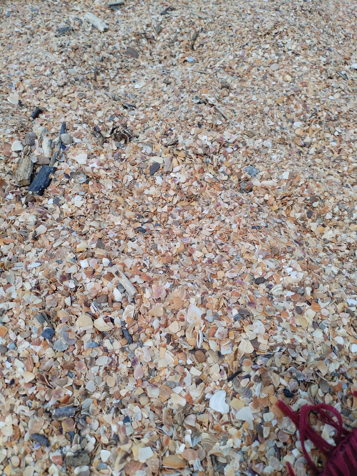 The image shows a close-up, high-angle view of a beach composed of crushed seashells and small pebbles. The ground is unevenly textured with various shades of brown, white, tan, and gray, indicating a mix of shell fragments and sand. Scattered amongst the shells are a few small pieces of driftwood. In the lower right corner of the image, a portion of a red string or rope is visible. The scene appears to be a natural environment, likely a beach, with no specific landmarks or human activity evident, suggesting it could be a typical beach scene in Vinogradny, Russia, or any other coastal location.