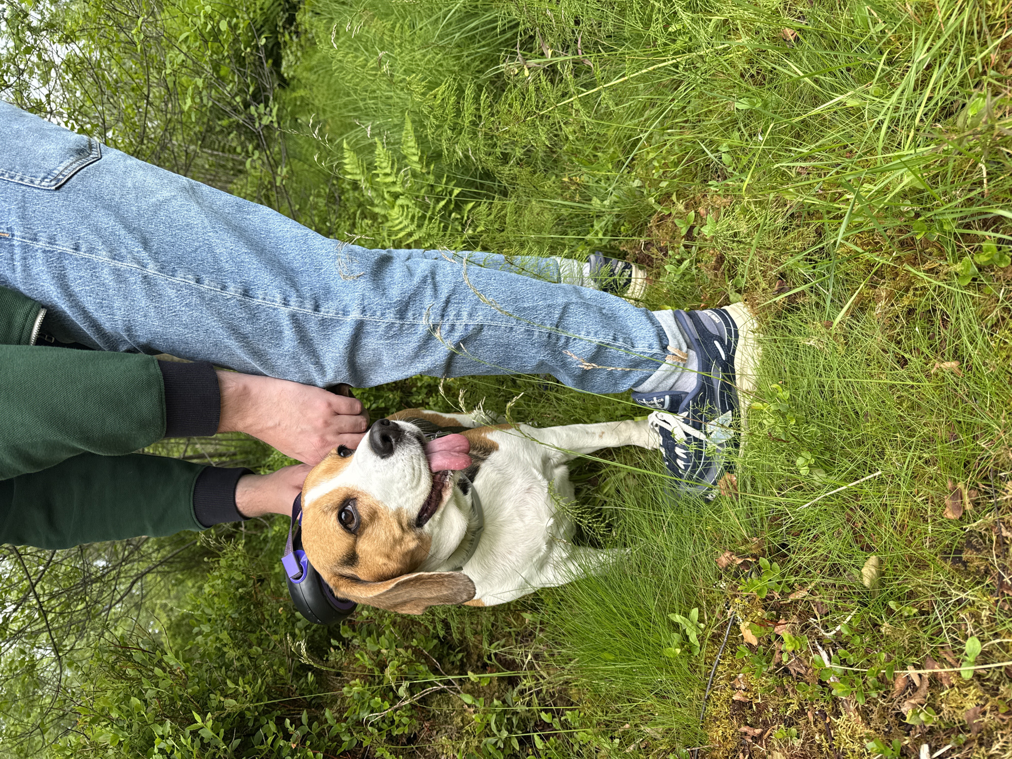 A person wearing blue jeans and a dark green long-sleeved shirt is in a grassy outdoor setting. The person is crouched down, with their legs in the lower-left and lower-right of the frame. They are reaching out with their hands towards a beagle lying on its back in the grass. The dog has its tongue out and appears to be panting or happy. The dog is wearing a purple and black collar. The background is filled with green foliage, including tall grass, ferns, and some low-lying bushes. The lighting suggests it is daytime, and the weather appears to be mild and possibly overcast given the diffuse light. The overall impression is one of a relaxed outdoor moment between a person and their dog.