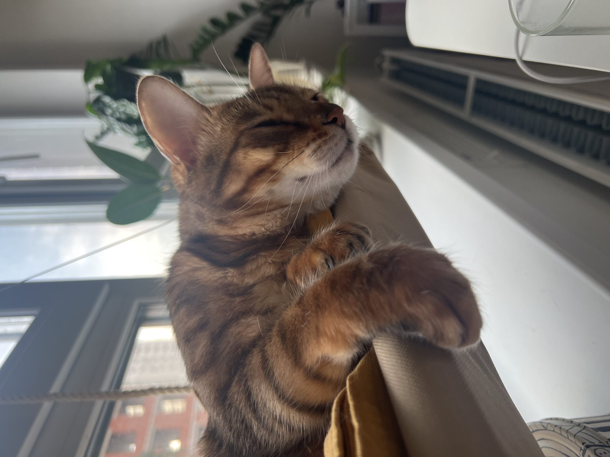 A brown tabby cat is sleeping on a beige hammock by a window. The cat is curled up, with its eyes closed and its head resting on its paw. The hammock appears to be attached to the window frame by ropes. Outside the window, buildings and trees can be seen. The interior of the room is visible in the background, including a radiator and a plant. The scene is brightly lit, suggesting it is daytime. The cat appears to be comfortable and relaxed. There are no people present in the image. The image is a close-up shot of the cat, with the background slightly blurred. The overall impression is one of peace and tranquility.