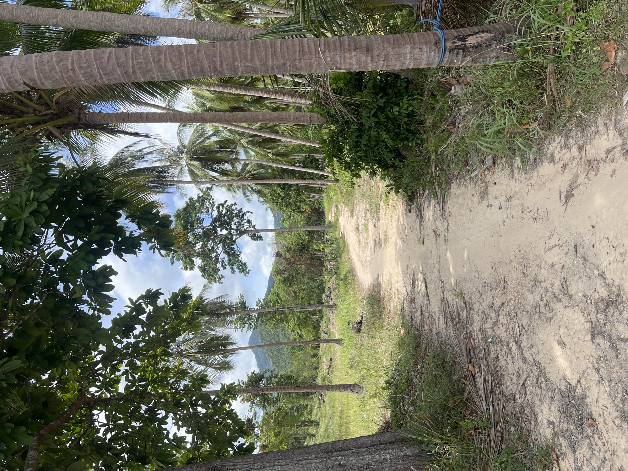 A dirt path curves through a tropical landscape. The path is lined with tall, slender palm trees and lush green vegetation. In the background, rolling hills covered in dense foliage suggest a mountainous or hilly terrain. The sky is partly cloudy, with patches of blue visible between the white clouds. The ground is a mix of sand and dry leaves. The image is taken from a slightly elevated perspective, looking down the path and into the distance. The lighting suggests it is daytime, with sunlight casting shadows and highlighting the textures of the sand and trees. The scene evokes a sense of tranquility and natural beauty, typical of a tropical island or coastal region. There are no people or specific objects of note, beyond the natural elements of the environment.
