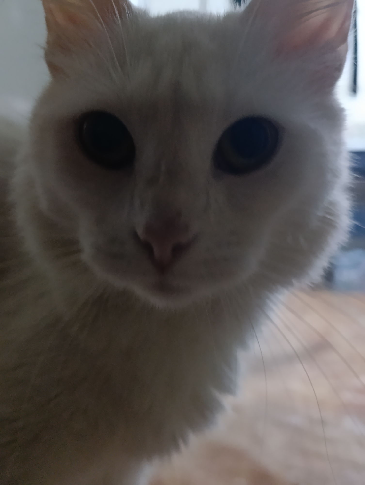The image is a close-up, slightly blurred, portrait of a white cat facing the camera. The cat's eyes are dark and prominent, and its pink nose is visible. The background is out of focus and appears to be an indoor environment, possibly a home, with a hint of wood grain on the floor. The lighting is soft and diffused, casting a gentle glow on the cat's fur. The image does not provide any information about the city of Baku, Azerbaijan, or any specific location within it.