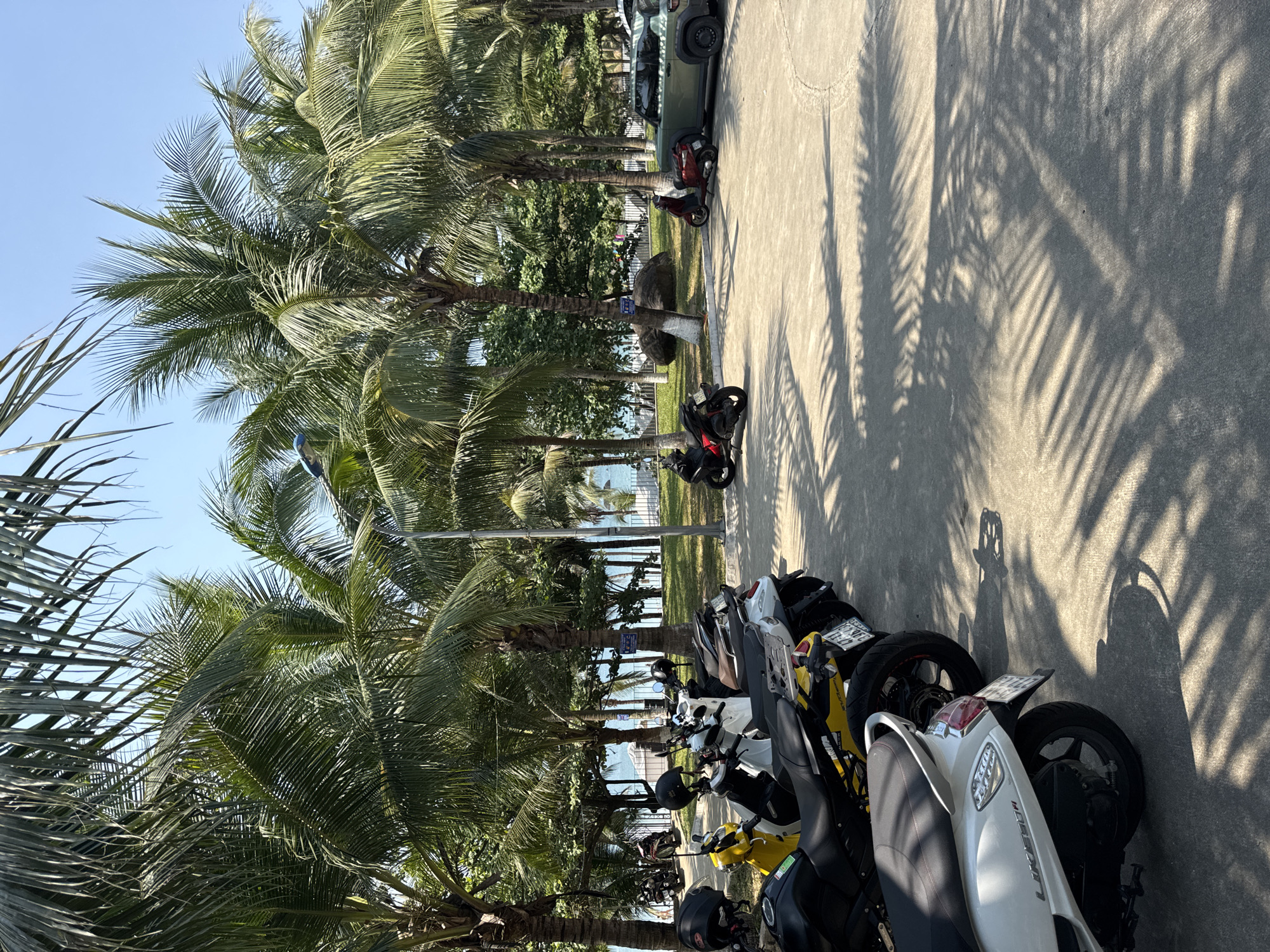 The image depicts an outdoor, sunny coastal scene in Đà Nẵng, Vietnam, likely adjacent to a beach such as My Khe Beach, characterized by a parking area, a palm-lined green space, and the ocean.
In the foreground, a concrete parking surface is visible, covered by numerous elongated shadows cast by palm fronds. Approximately ten to twelve motorcycles and scooters are parked in rows, facing towards the background. Identifiable vehicles include a white Honda LIKE I550 scooter in the immediate foreground on the left, a black Yamaha YZF-R15 V3 motorcycle further back, and various other scooters in yellow, black, white, grey, and red colors. Several helmets are resting on the seats or handlebars of these vehicles.
Beyond the parking area, a strip of green grass and numerous tall, mature palm trees with dense green foliage create a shaded zone. A grey street light pole with a blue fixture is positioned among the palm trees. A large, dark rock rests in the grassy area, and a blue and white informational sign is attached to a palm tree trunk.
In the background, a low white metal fence separates the green space from a sandy beach and the light blue ocean. The horizon line is visible. Several small, distant figures, consistent with individuals walking or standing, are discernible on the beach near the water's edge. To the far right, a dark green SUV-type vehicle is parked alongside another red scooter on the edge of the concrete. The scene is illuminated by bright, natural sunlight, indicated by the sharp and distinct shadows. No direct human interaction is visible in the immediate foreground.