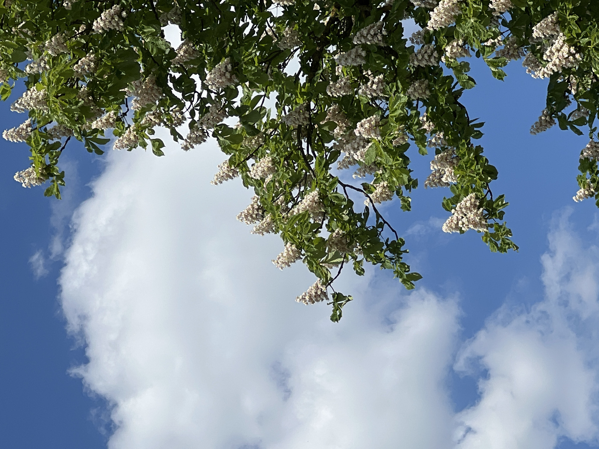 The image shows a view looking upwards towards a flowering tree against a blue sky with cumulus clouds. The tree's branches, leaves, and clusters of white blossoms occupy the upper portion of the frame. The sky and clouds fill the lower portion. The location is provided as Vertelka, Ukraine, but there are no contextual clues within the image to confirm this location. The scene is static with no apparent actions or interactions. There are no people visible.