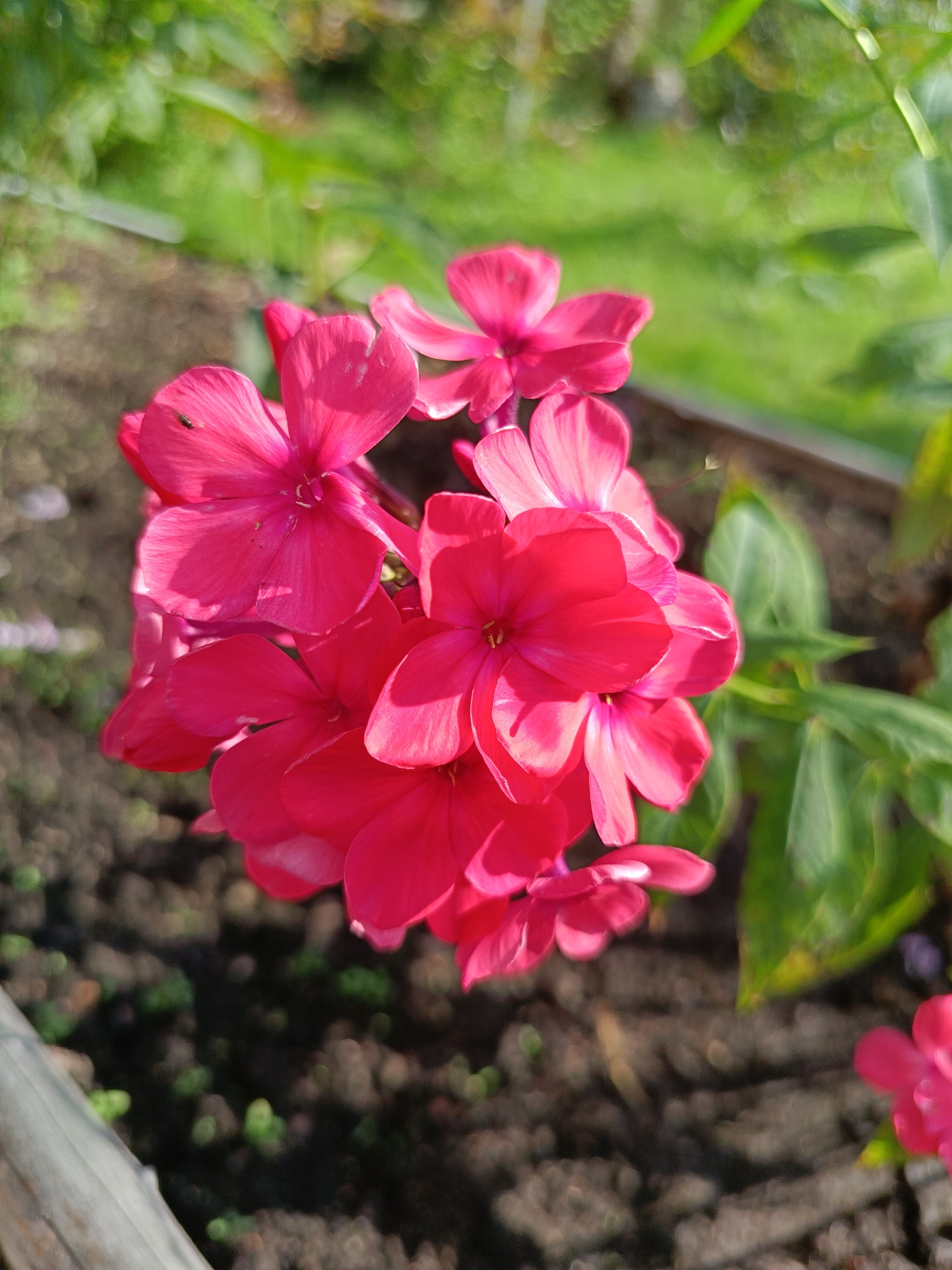 A cluster of bright pink phlox flowers is in full bloom, facing towards the right of the frame. The flowers are tightly packed together, with several individual blossoms clearly visible, showcasing their delicate petals. One of the petals on the left flower has a small black insect on it. The flowers are set against a background of dark, rich soil, dotted with small green sprouts. Beyond the soil, a soft green, out-of-focus blur suggests foliage and greenery. The lighting indicates it is daytime, with sunlight casting gentle shadows and highlighting the vibrant colors of the flowers. The scene appears to be a garden bed within the city of Vishnovka, Russia.