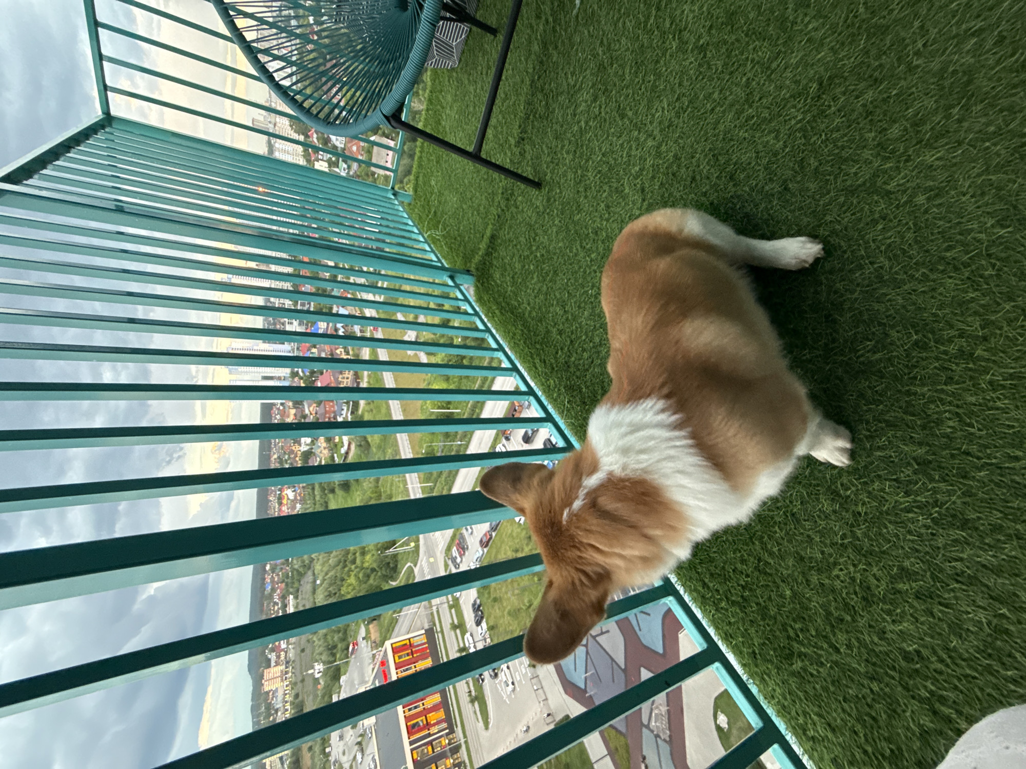 A Welsh Corgi Pembroke dog with brown and white fur stands on a balcony covered in artificial grass. The dog is facing away from the camera, looking out over a city. The balcony has a teal-colored metal railing. In the distance, a cityscape is visible with buildings, trees, and a road with cars. The sky is overcast with some light breaking through. The image appears to be taken in the city of Perm, Russia, specifically in a residential area with mixed-use development.
