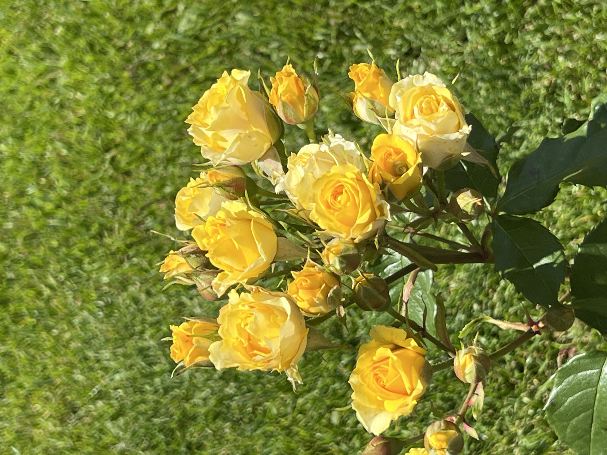The image presents a vibrant close-up of a cluster of yellow roses, set against a softly blurred, sun-dappled green grass background, typical of an outdoor garden in Krasnodar, Russia. The roses are showcased in various stages of bloom: from numerous tightly closed buds hinting at future blossoms, to partially open flowers revealing their delicate, spiraling petals, and several fully bloomed roses displaying their rich, buttery yellow hues. The healthy green foliage and stems provide a lush contrast to the bright flowers. Bright natural sunlight bathes the scene, creating subtle highlights on the waxy petals and gentle shadows beneath the leaves, indicating a clear, sunny day. The out-of-focus background emphasizes the intricate detail and beauty of the rose blossoms. No text is visible in the image.