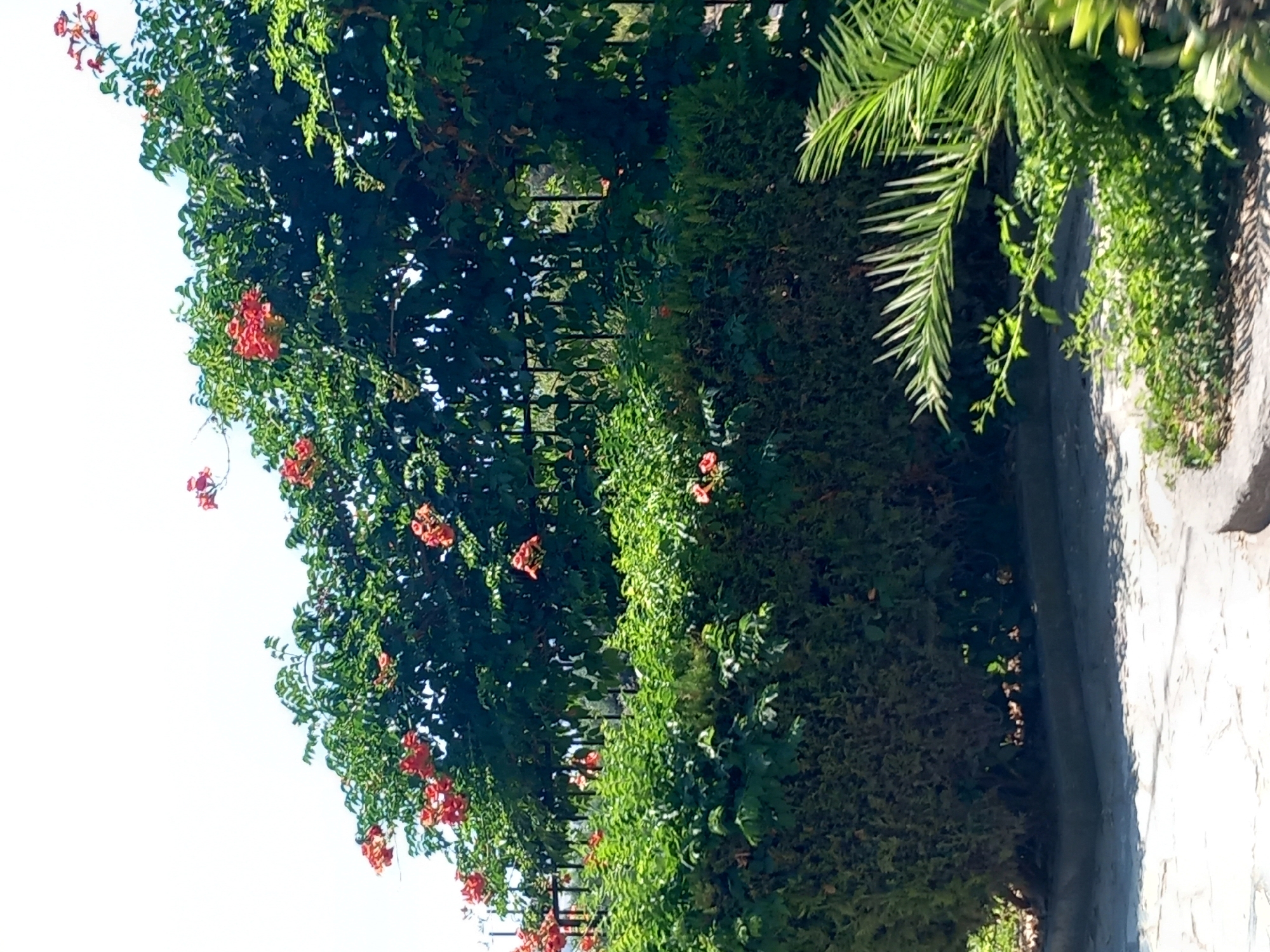 The media file captures a lush, green, outdoor scene in Kos, Greece. The primary subjects are a dense arrangement of various plants, including a large tree adorned with clusters of vibrant red-orange flowers, likely trumpet vines. These flowers are scattered throughout the branches, creating a striking contrast against the deep green foliage. Adjacent to the flowering tree is a meticulously trimmed hedge, forming a solid wall of greenery. To the right of the hedge, a palm frond extends into the frame, its long, slender leaves catching the sunlight. The ground appears to be a paved pathway made of light-colored stone, with a darker, possibly concrete or stone border separating it from the vegetation. Shadows from the plants suggest it is daytime, likely late morning or early afternoon, with bright, clear weather. The overall impression is one of a well-maintained garden or park. There is no visible text in the image.