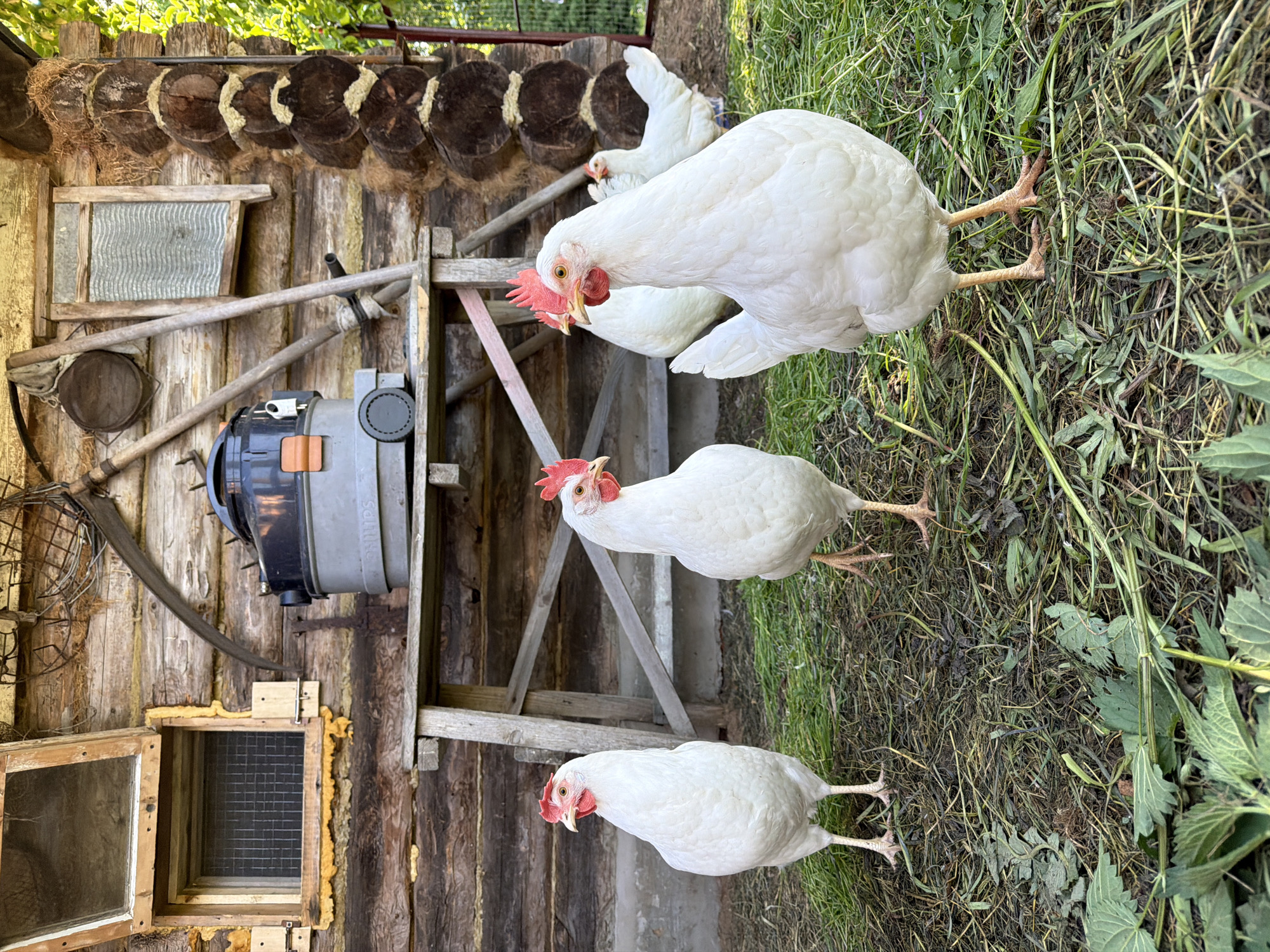 The image shows four white chickens in a grassy outdoor area. The backdrop consists of a rustic wooden structure, likely a shed or outbuilding, with exposed logs and various objects mounted on its exterior. Notable items attached to the structure include a piece of farm equipment, possibly a vacuum cleaner, and wooden decorations. The chickens are positioned at different distances from the camera. The environment appears rural, with natural lighting. There is no visible evidence to confirm the city of Noviy, Russia, as the location.