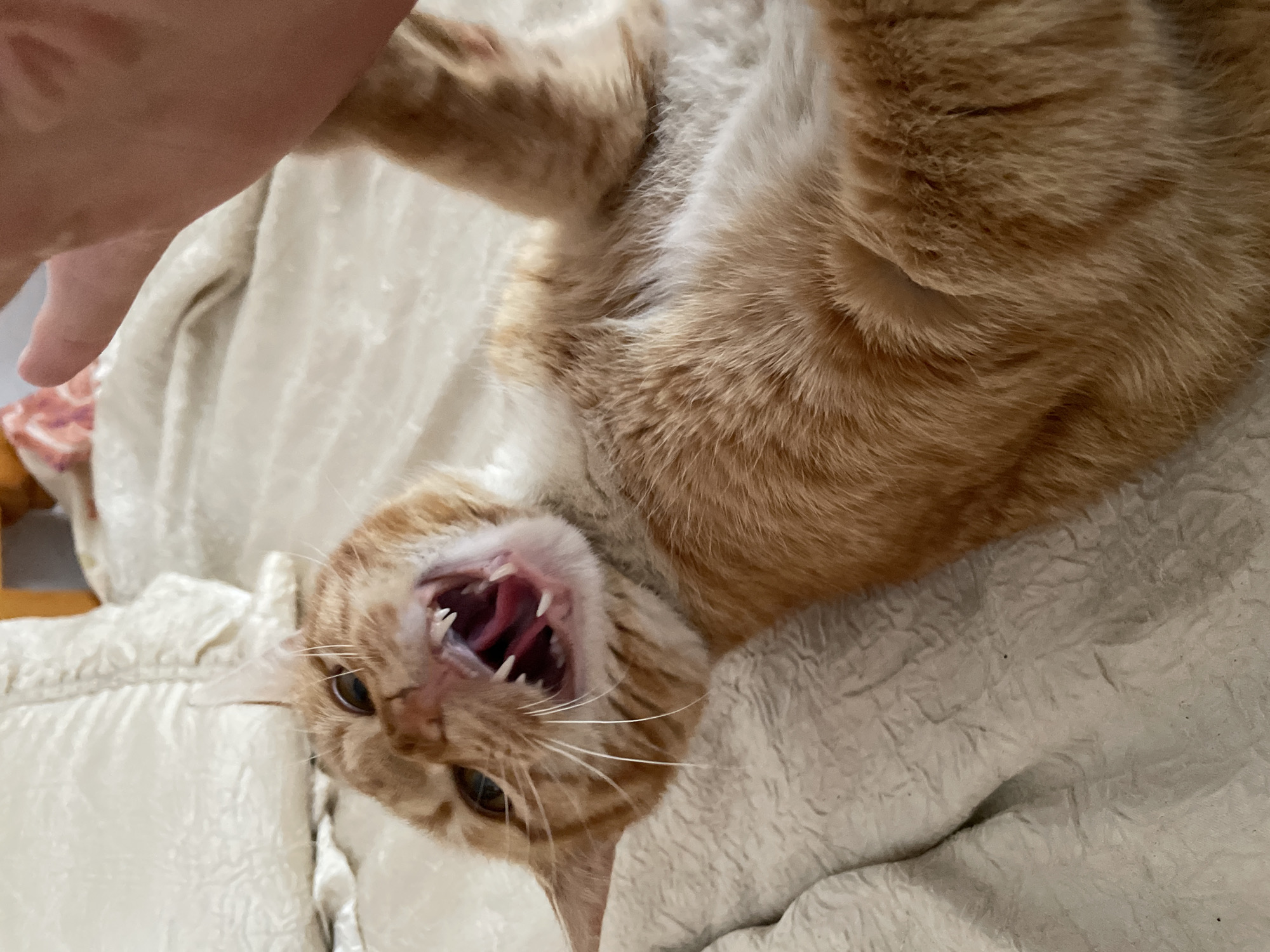 A close-up, high-angle shot shows an orange tabby cat lying on its back on a white textured surface, possibly a bed or blanket. The cat's mouth is open, displaying its teeth and pink tongue. A human hand appears in the upper left corner of the frame. The setting is indoors, and the image does not contain information to suggest it was taken in Zlatograd, Bulgaria.