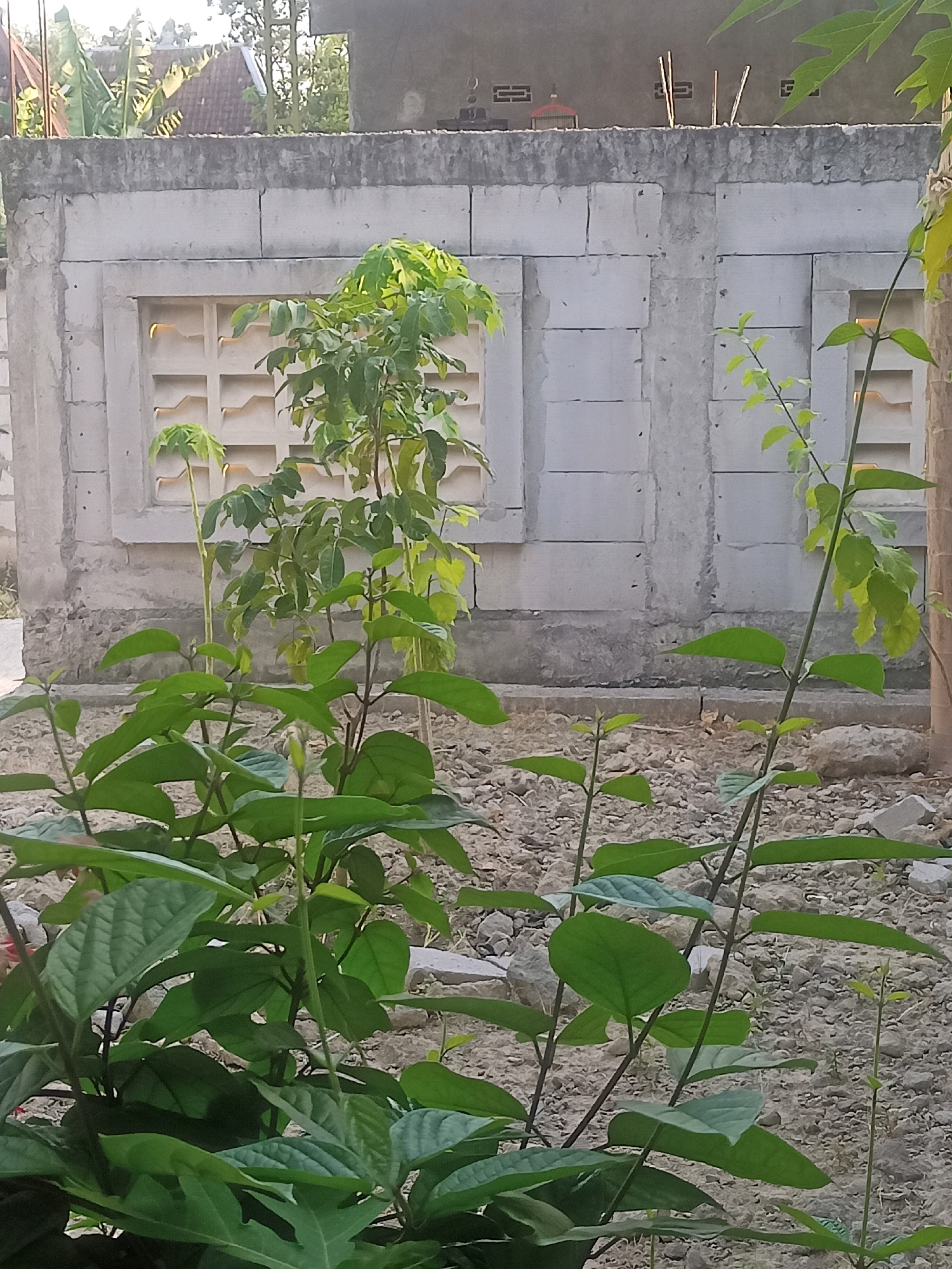 A medium shot captures an outdoor scene with a low-lying wall constructed from hollow concrete blocks. In the center of the wall, a decorative rectangular opening with a lattice pattern is visible. To the left of this opening, a small, leafy green plant stands tall, its branches reaching upwards. In the foreground, a dense cluster of green foliage dominates the lower half of the image, obscuring the ground. The ground itself is covered with gravel and scattered rocks. In the background, beyond the concrete wall, hints of residential structures, including a tiled roof and palm leaves, suggest a semi-urban or rural environment. The lighting indicates it is daytime, with sunlight casting shadows. This scene is located in the village of Karangtalun, Indonesia.