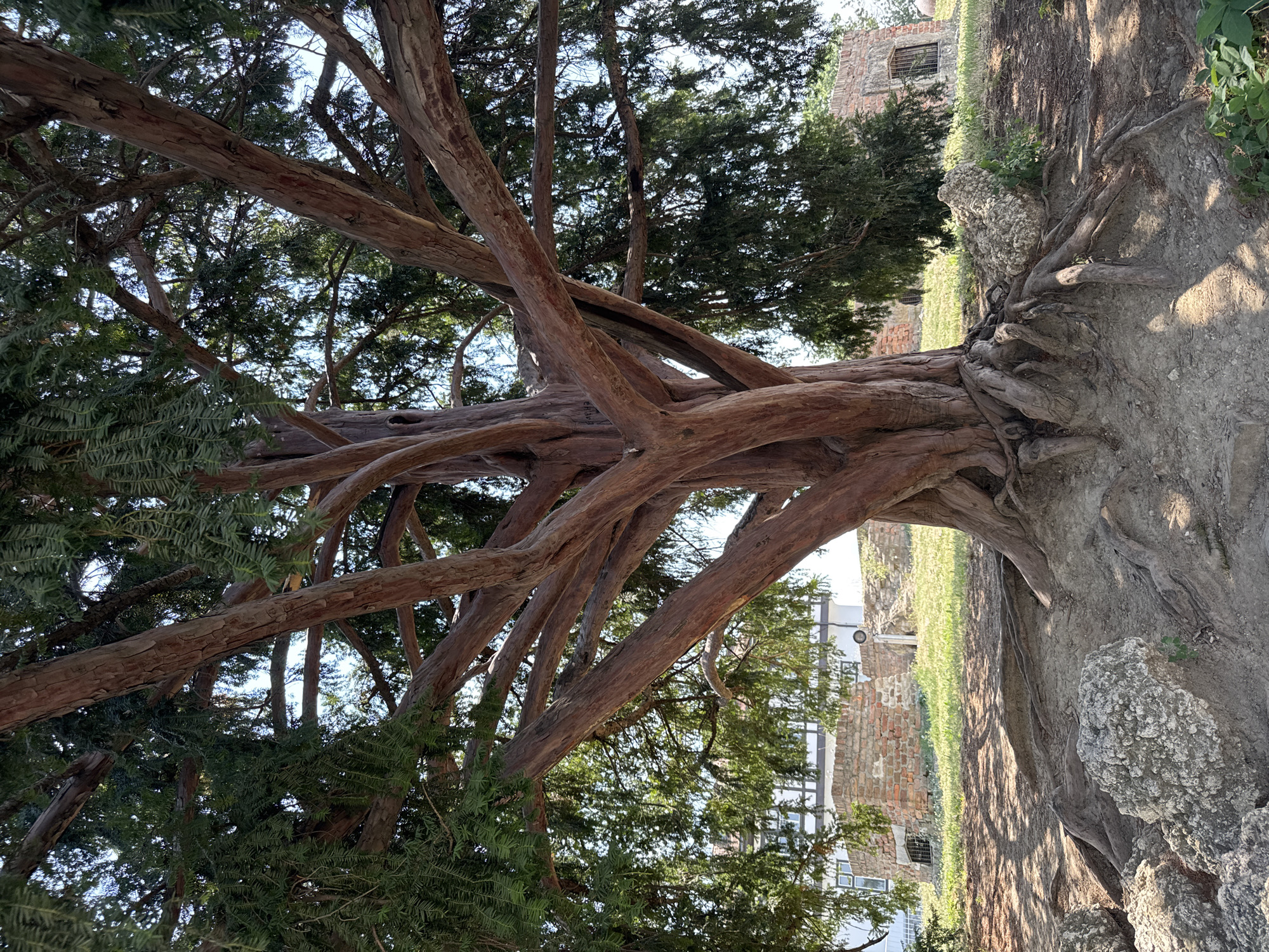 A large, mature tree with a thick, gnarled trunk and spreading branches dominates the foreground of the image. The tree has dark green foliage and reddish-brown bark. Its exposed roots are spread across the sandy, uneven ground, with several large, light-colored rocks scattered around its base. In the background, a white building with dark trim and windows is visible behind a low, rustic brick wall. The building appears to be historic or a ruin, with a circular object mounted on a pole to its right. Green grass covers the ground between the tree and the building, and dappled sunlight casts shadows on the ground. The scene is set in an outdoor environment, likely a park or historical site, under a clear blue sky. This scene is located in Belgrade Fortress, Belgrade, Serbia, specifically in the park area of the fortress, often referred to as Kalemegdan Park.