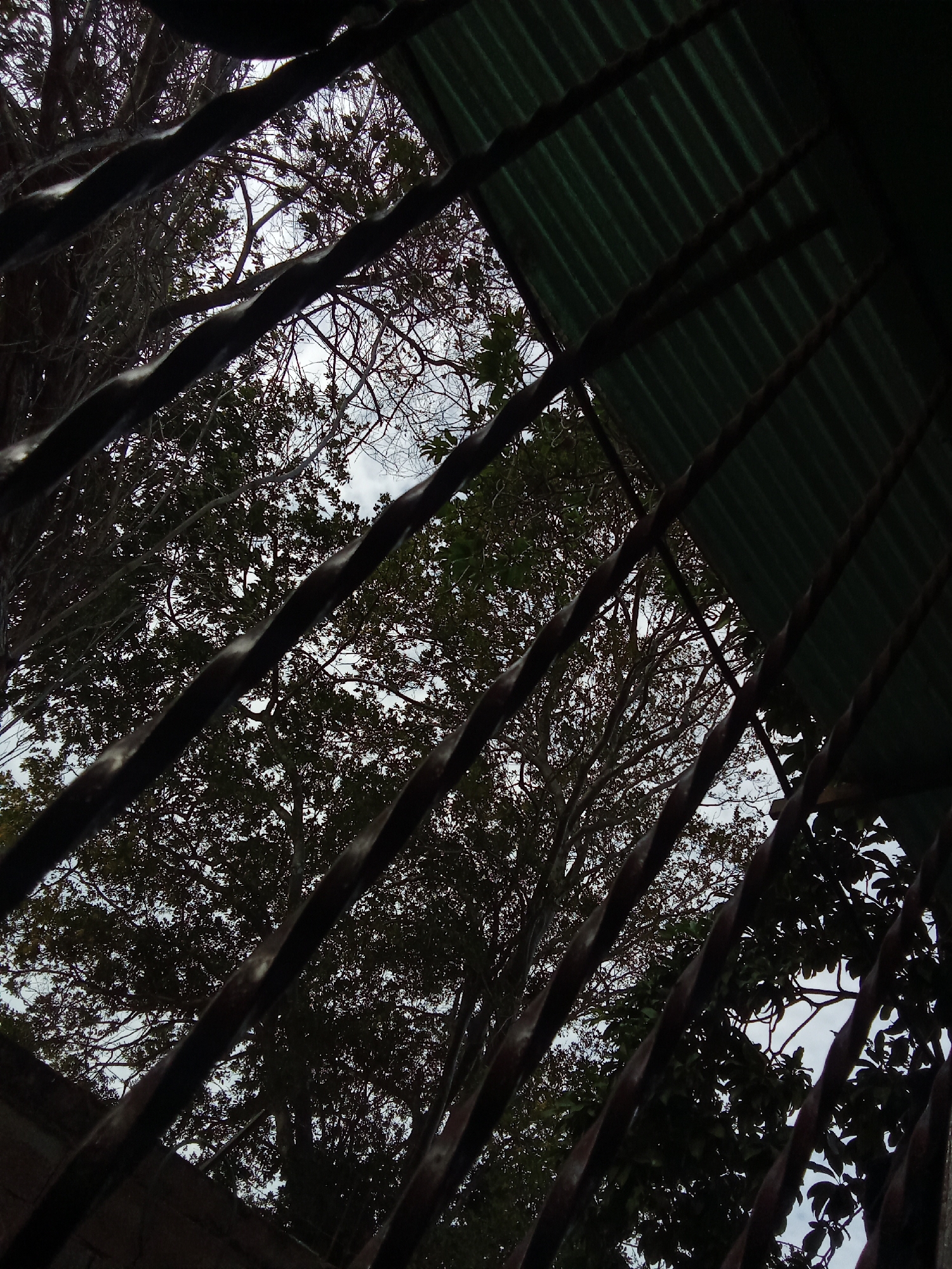 A low-angle shot from behind an iron grate or bars, possibly a window or balcony, reveals the sky and trees. The trees are silhouetted against a cloudy sky. Part of a green corrugated roof or awning is visible in the upper right corner. The location is possibly Juan Griego, Venezuela, based on external knowledge, but this is not directly indicated within the image. No people or interactions are visible. The scene suggests an exterior view from a partially enclosed space.