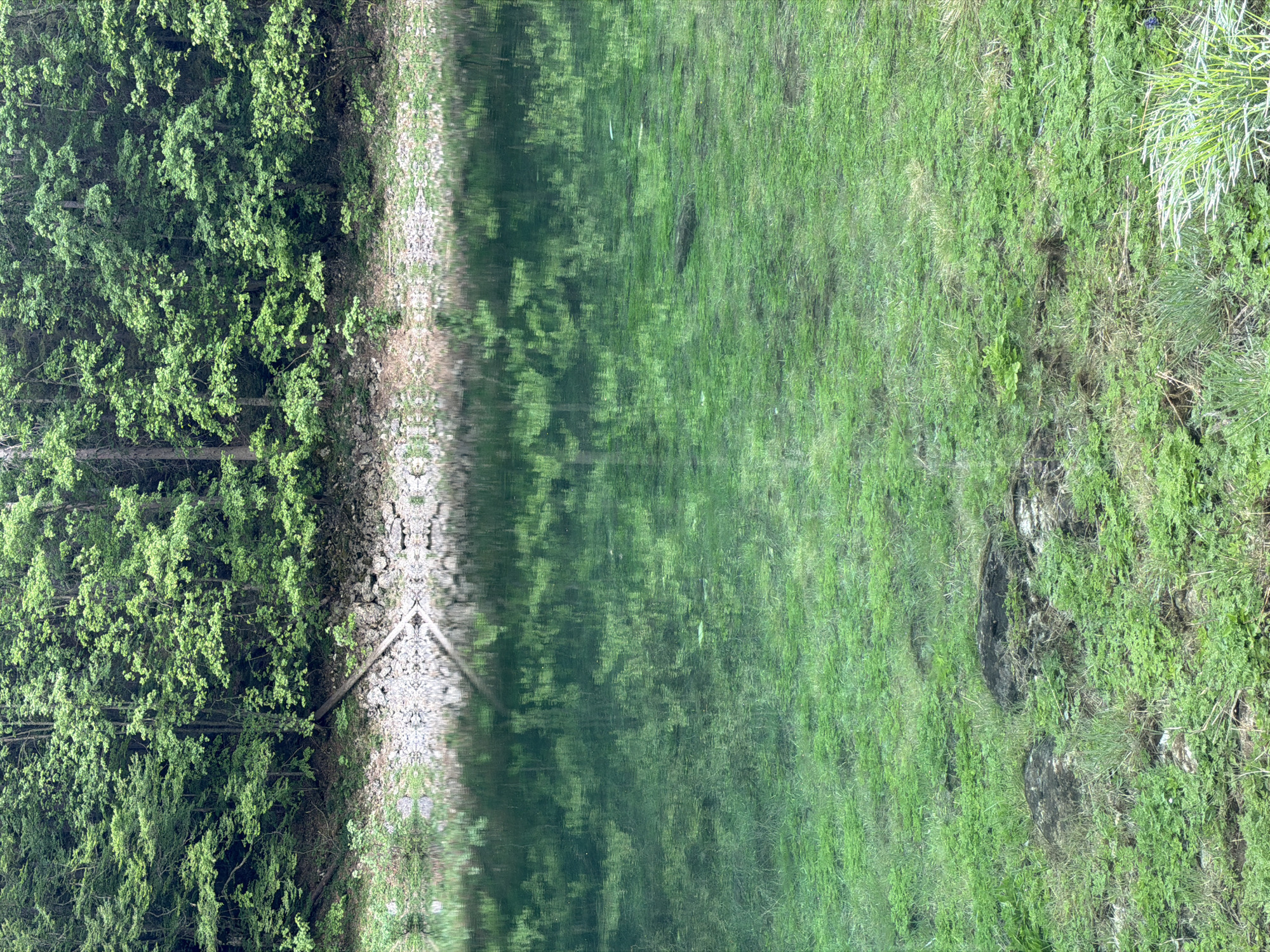 The image depicts a mirrored scene, possibly a reflection in water. The left side shows dense green foliage bordering a rocky shoreline. The right side features a grassy area with varying textures and colors of green. The reflection suggests the presence of a body of water between the two areas. Given the city of Pluzine, Montenegro, the location may be a lake. Specific objects, people, or interactions are not visible in the image.