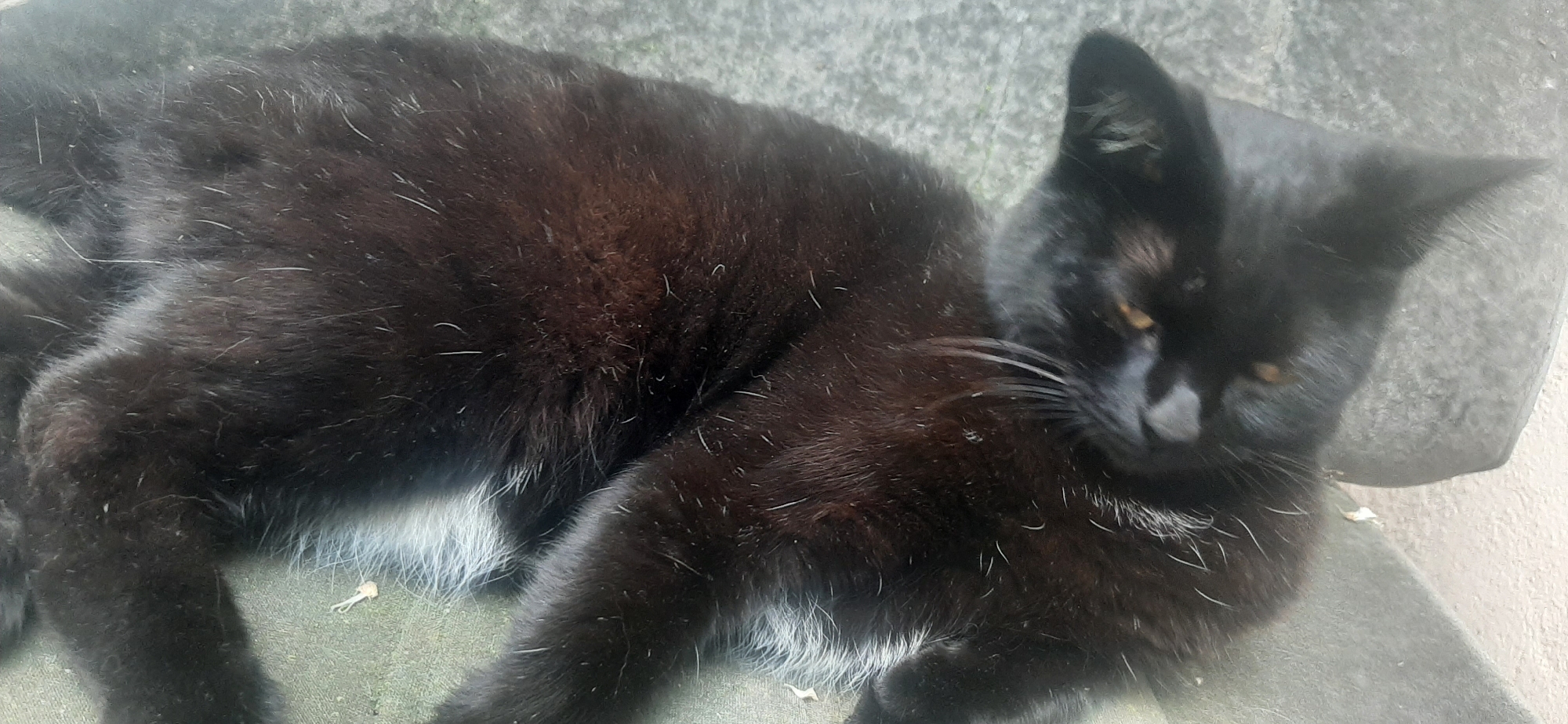 The image shows a black cat lying down on a textured surface, possibly concrete or stone. The cat is mostly black, with some white fur visible on its chest and belly. Its eyes are yellow, and it appears to be looking downwards. The cat's fur has a slight sheen, indicating it might be groomed or healthy. There are some stray white hairs scattered across its body. The background is blurry and appears to be an outdoor setting with a rough, greyish ground. The lighting suggests it could be daytime, as there are shadows, but the overall brightness is moderate. The location context provided is Yessentukskaya, Russia. No text is visible in the image.