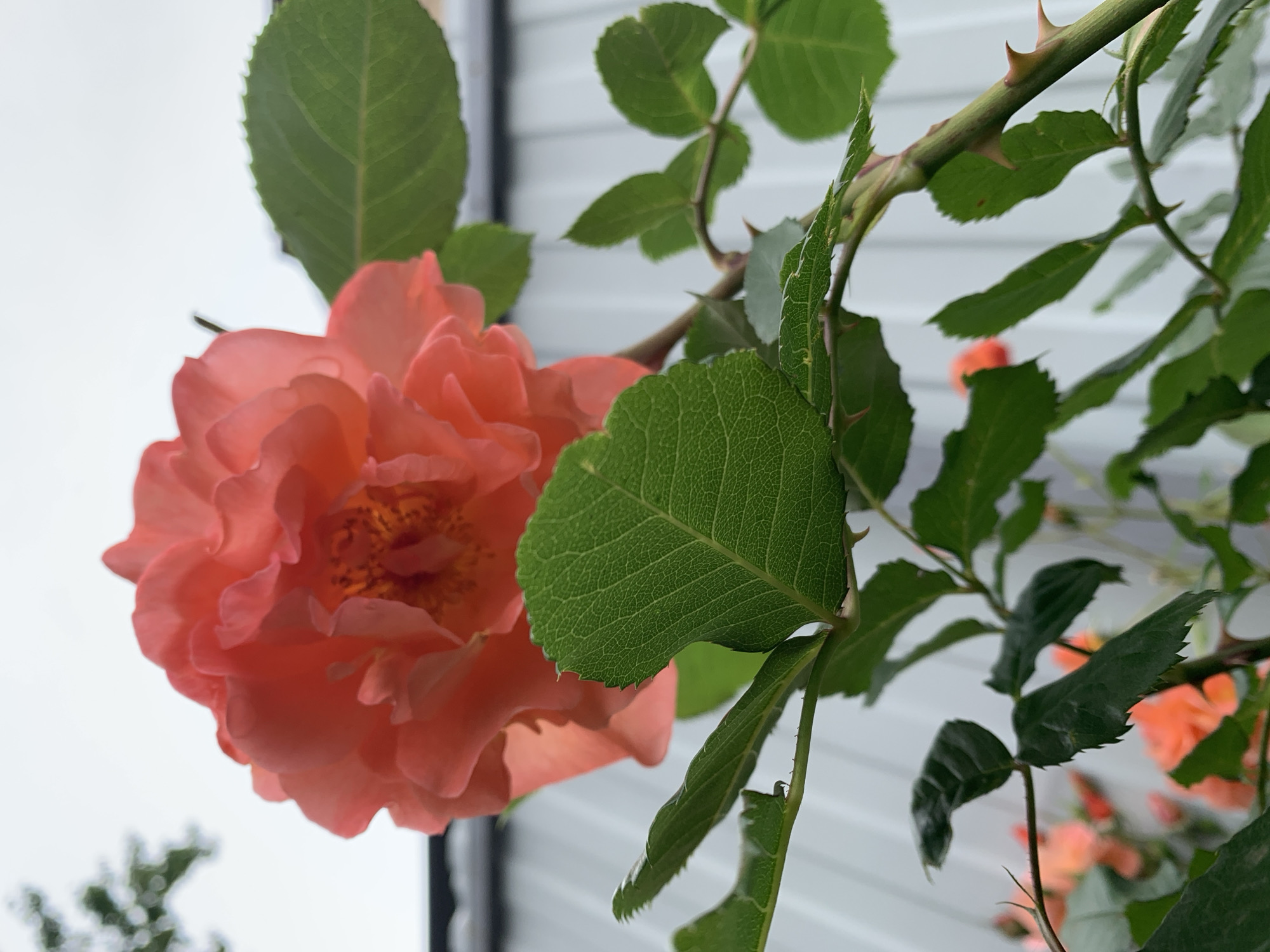 The image features a close-up of an orange rose in bloom, with associated green leaves and thorny stem. The rose is large and fills much of the left side of the frame. Leaves of various sizes surround the rose, with one large leaf prominently positioned in front. A thorny stem with additional leaves is seen extending towards the right side. In the background, a white siding suggests an exterior wall. The location and city are unknown.