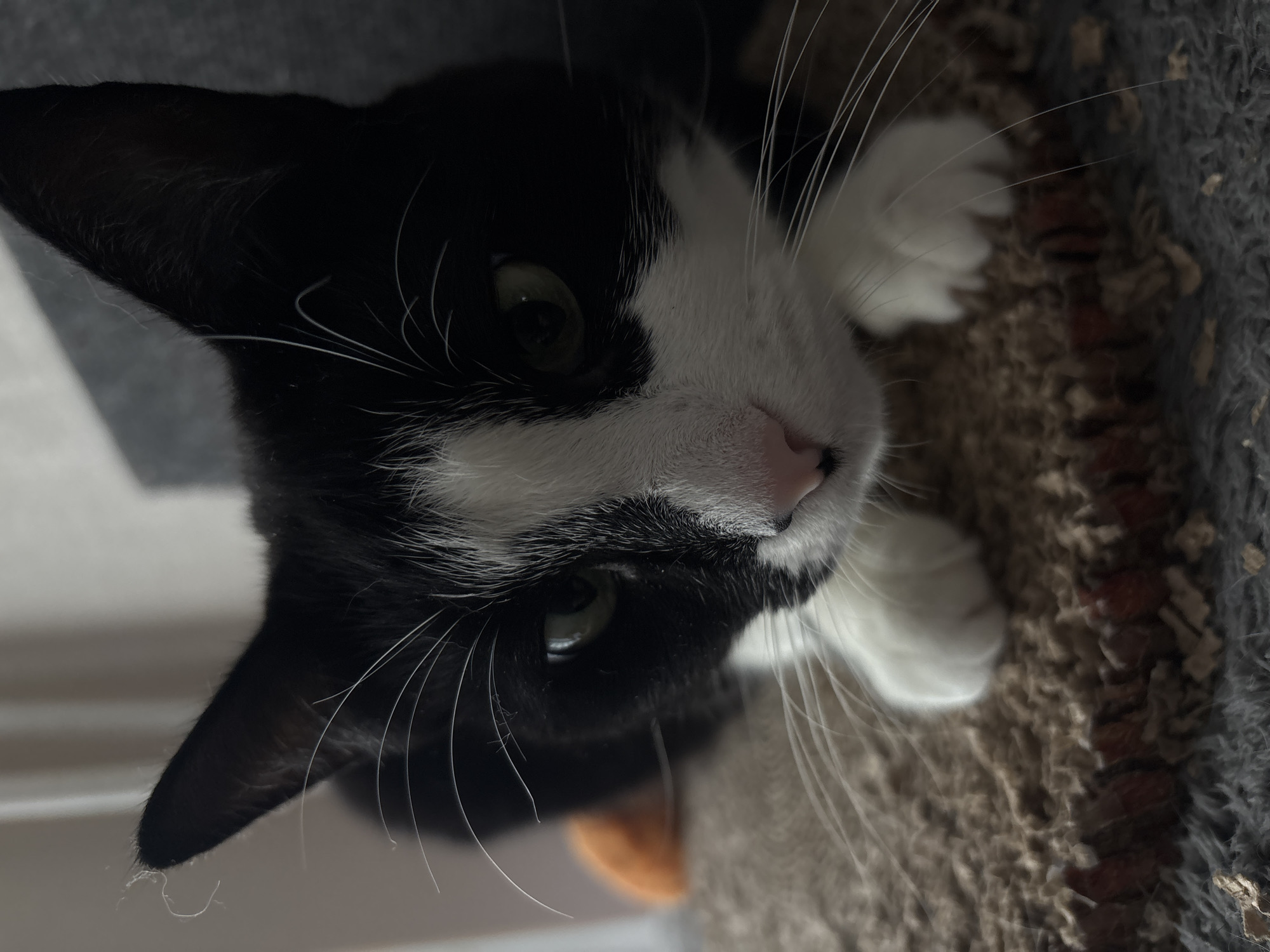 A close-up, eye-level shot focuses on the face of a black and white cat. The cat is lying down on a textured, beige surface, possibly a scratching post, with its front paws visible. Its green eyes are looking slightly downward. The cat's black fur covers its ears and back, while its chest and muzzle are white. Long white whiskers fan out from its nose. The background is softly blurred, showing hints of light-colored curtains or blinds and a dark gray surface. A small, orange object is partially visible to the left of the cat. The image is sharply focused on the cat's face, with the surroundings out of focus. No specific location in Saint Petersburg, Russia, can be identified from the visual information in the image.