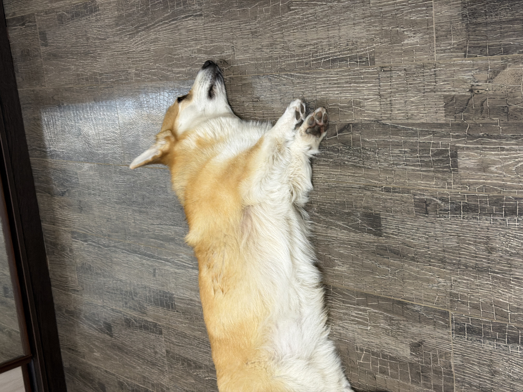 A medium shot of a single adult corgi lying on its back on a wooden floor, paws up. The location is not discernible as Chaikovsky, Russia.
