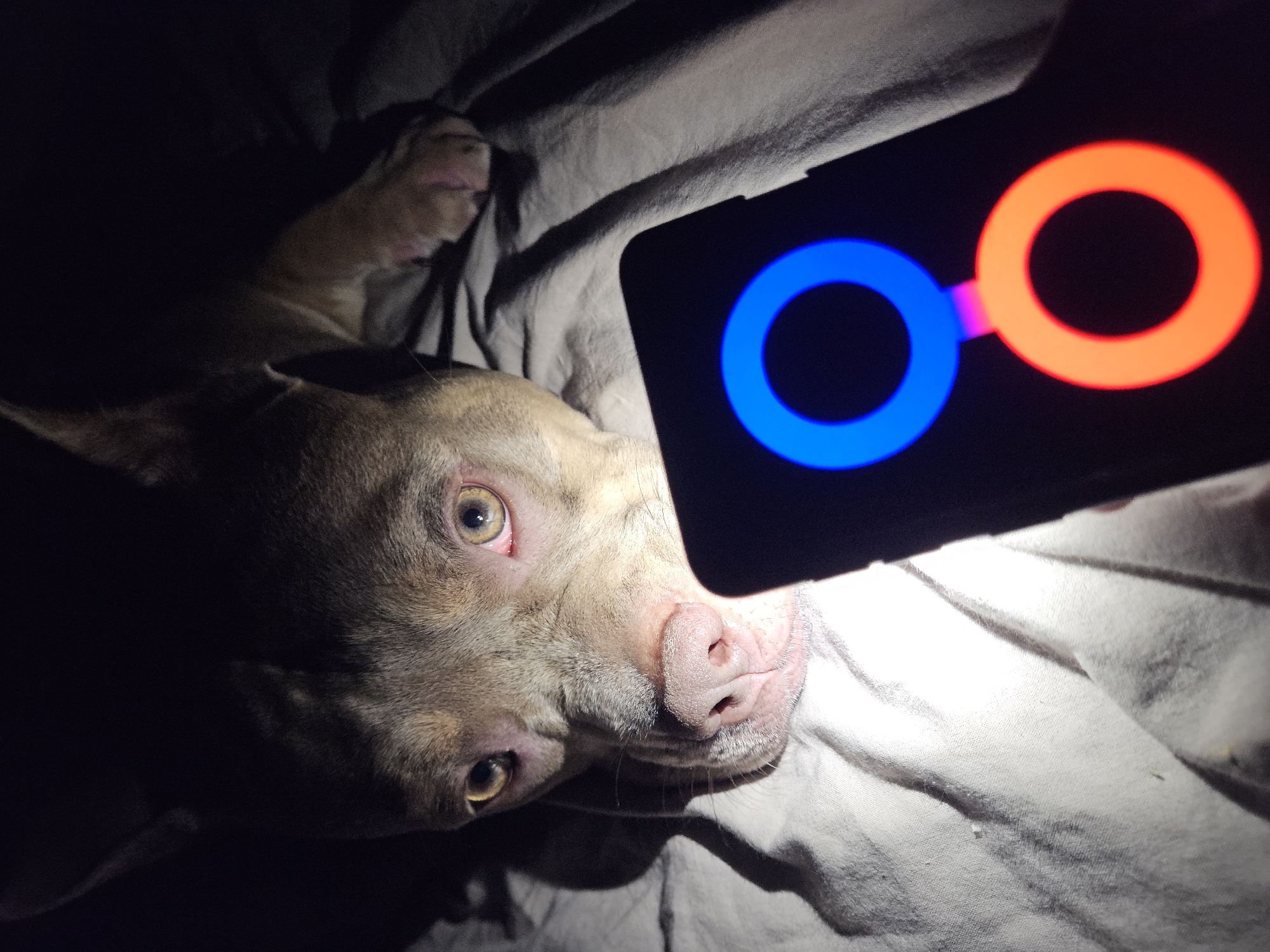 An American Bully dog with light brown and gray fur lies on a bed. Its head is resting on a white sheet, and its eyes are open, looking towards the camera. A smartphone is held in front of the dog, displaying two illuminated rings: a blue ring above an orange ring. The lighting in the room is dim, with the phone's screen providing the primary light source. The background is dark and out of focus, with the dog's body partially visible. There is no information in the image to suggest a location in Ulyanovsk, Russia.