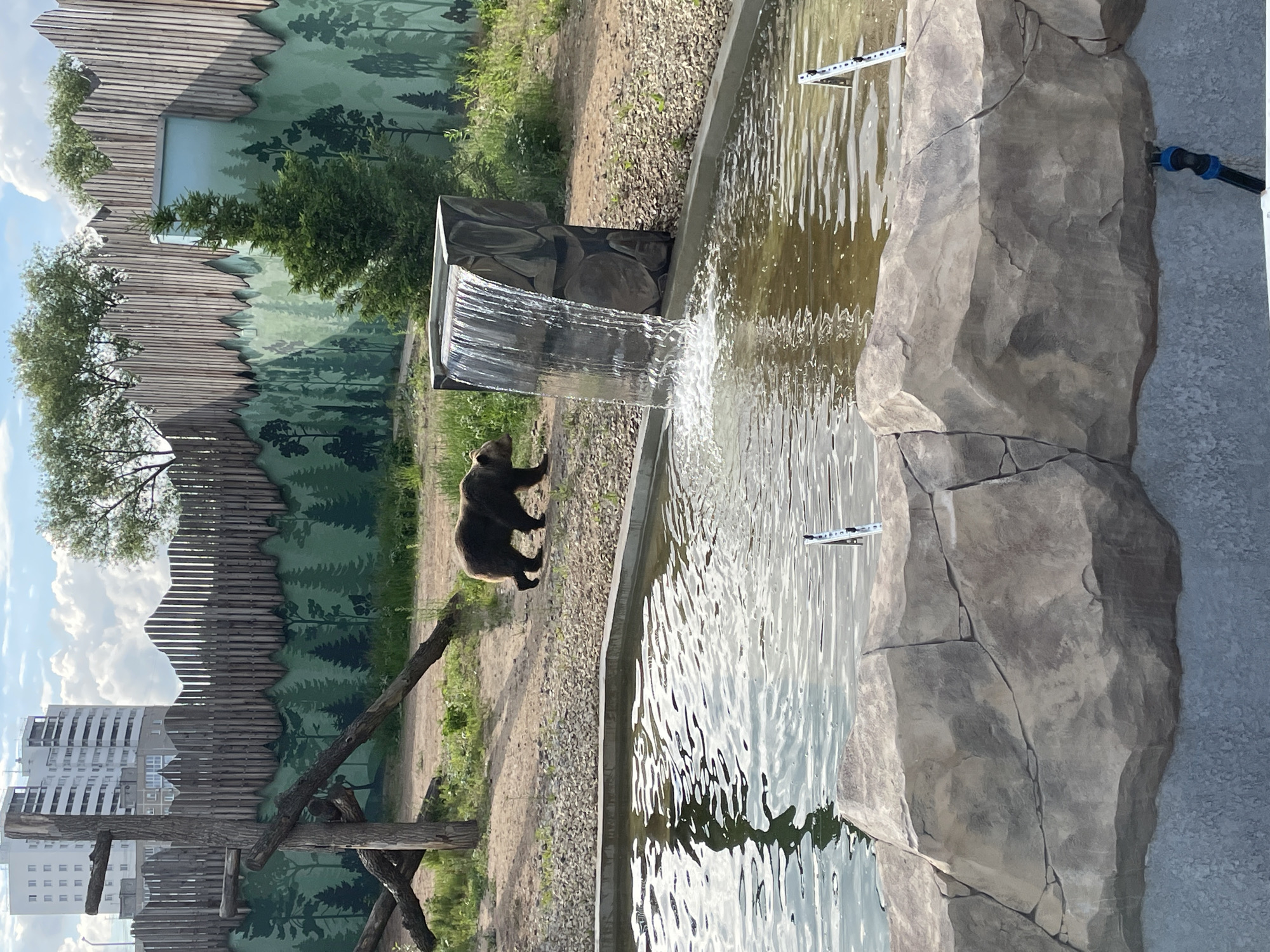 A brown bear is walking alongside a man-made water feature in what appears to be a zoo or animal park enclosure. The bear, dark brown in color, is positioned on a dirt and gravel path to the left of a long, narrow pool of murky water. A constructed waterfall cascades from a grey, rectangular, rock-textured structure into the pool. Artificial rock formations, mimicking natural stone, line the right edge of the water body. Two white markers or poles are partially submerged in the water.
Behind the water feature and the bear, a tall wooden fence with an irregular, jagged top edge forms part of the enclosure's boundary. Behind this fence, a large mural depicts a dense evergreen forest with trees in various shades of green, creating a scenic backdrop. Real trees and bushes are also visible within and around the enclosure, blending with the painted scenery. In the far background, under a blue sky with scattered white clouds, several multi-story modern buildings are visible, suggesting an urban or suburban setting. The scene is brightly lit by natural daylight.