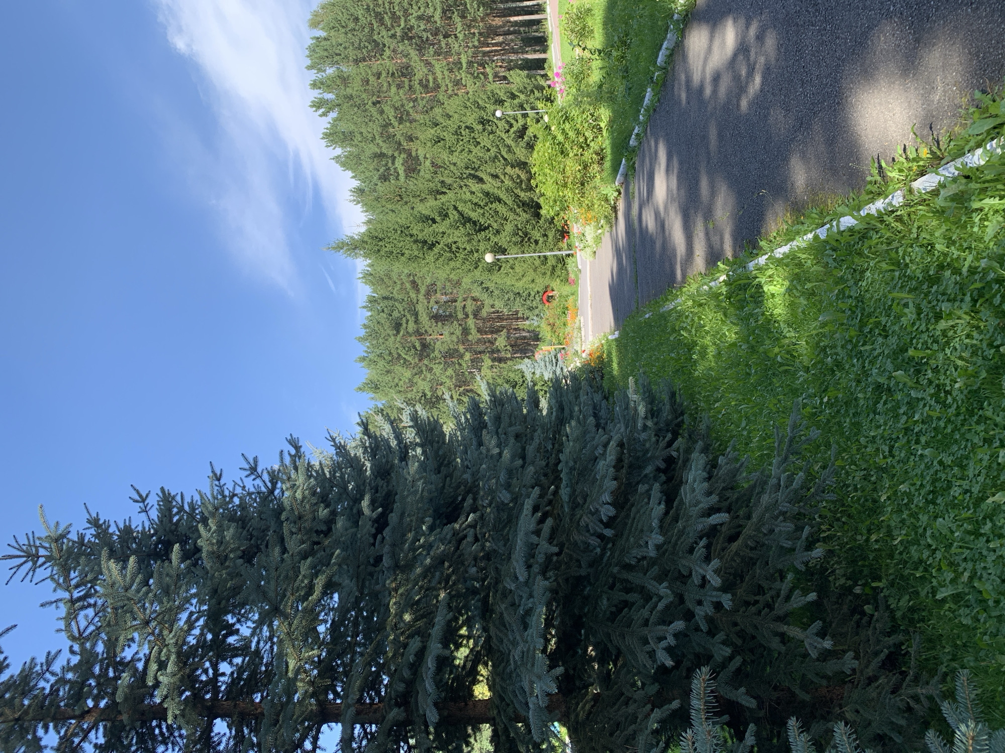 The image depicts a paved walkway winding through a green landscape under a clear blue sky with wispy clouds. The walkway is bordered by lush green grass and a large evergreen tree with blue-green needles stands prominently on the left side of the frame. In the background, a dense forest of pine trees stretches across the horizon. There are also patches of colorful flowers and bushes along the side of the path, with two lampposts visible in the middle ground. No people are present in the scene. The overall impression is one of a serene park or recreational area. The location is identified as the park of the city of Prokopyevsk, Russia.