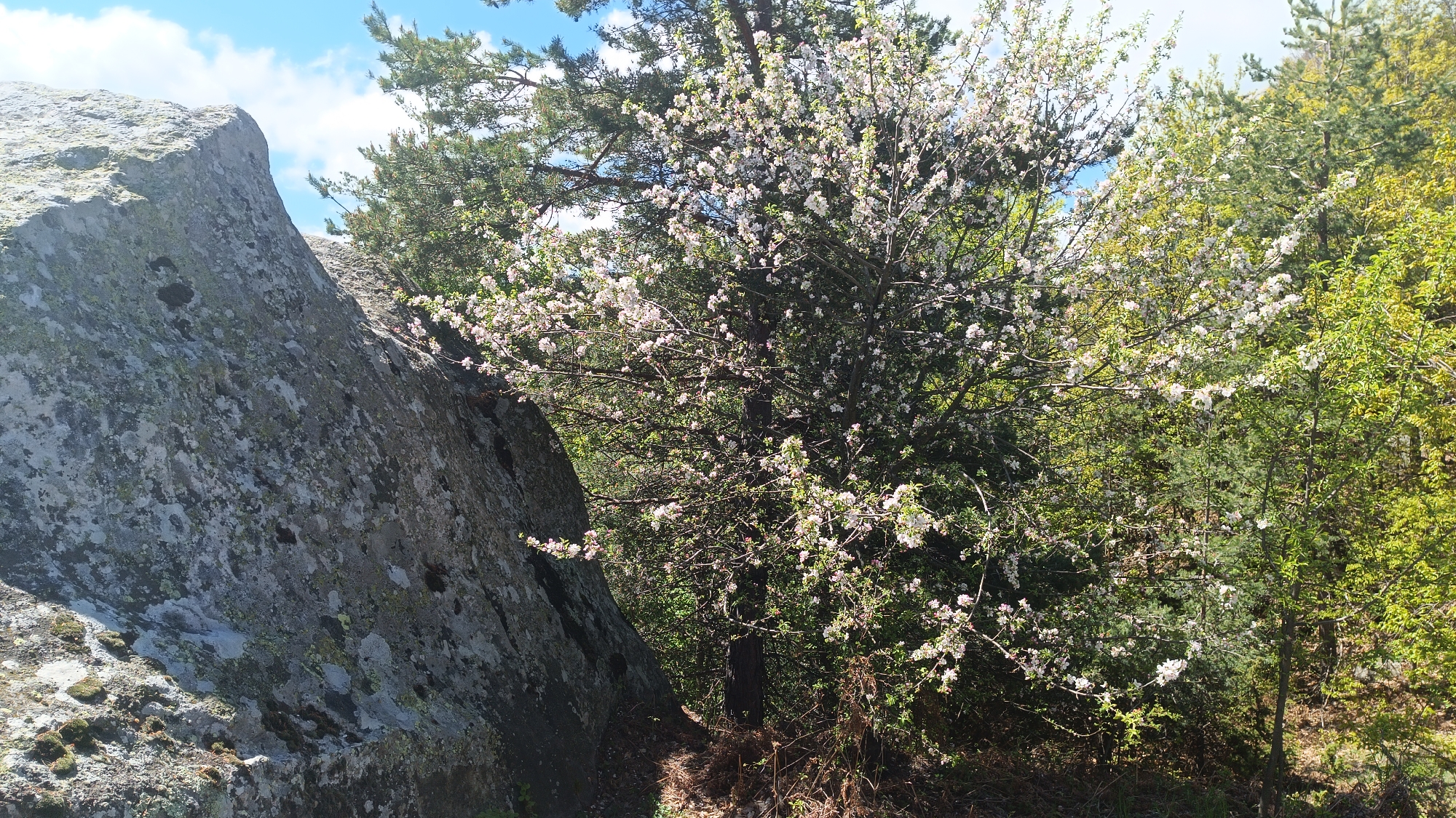 A natural scene in Sini Vrah, Bulgaria, features a large, lichen-covered rock formation on the left, adjacent to a flowering tree with white blossoms. Behind the flowering tree are coniferous trees and other greenery. The sky is blue with scattered clouds. A small path is visible near the base of the trees.